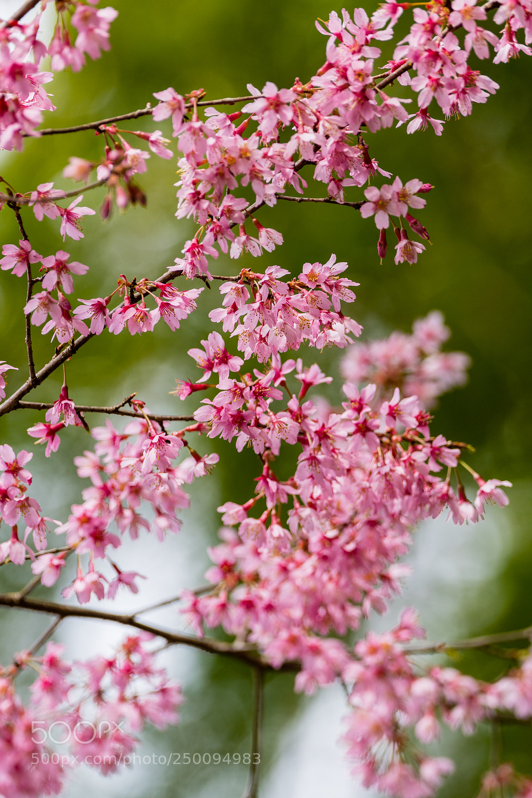 Sony a7R II sample photo. Okame sakura - 2 photography