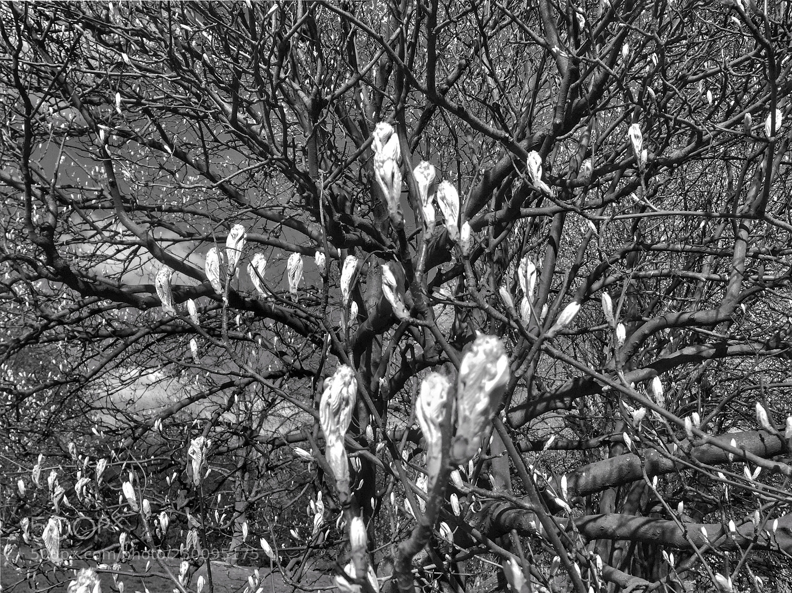 Apple iPhone 6 sample photo. Happy spring time everyone photography