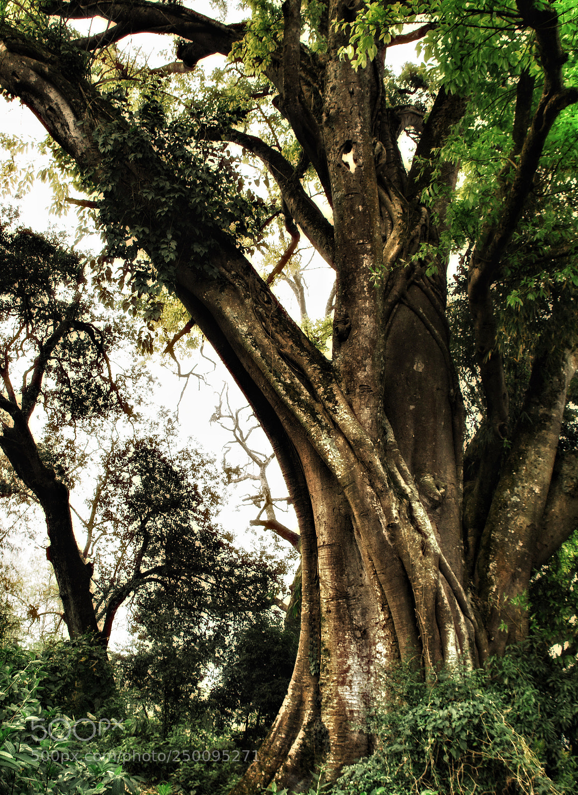 Canon EOS 70D sample photo. 一个原始的古村落里保留的不知年代的树 photography