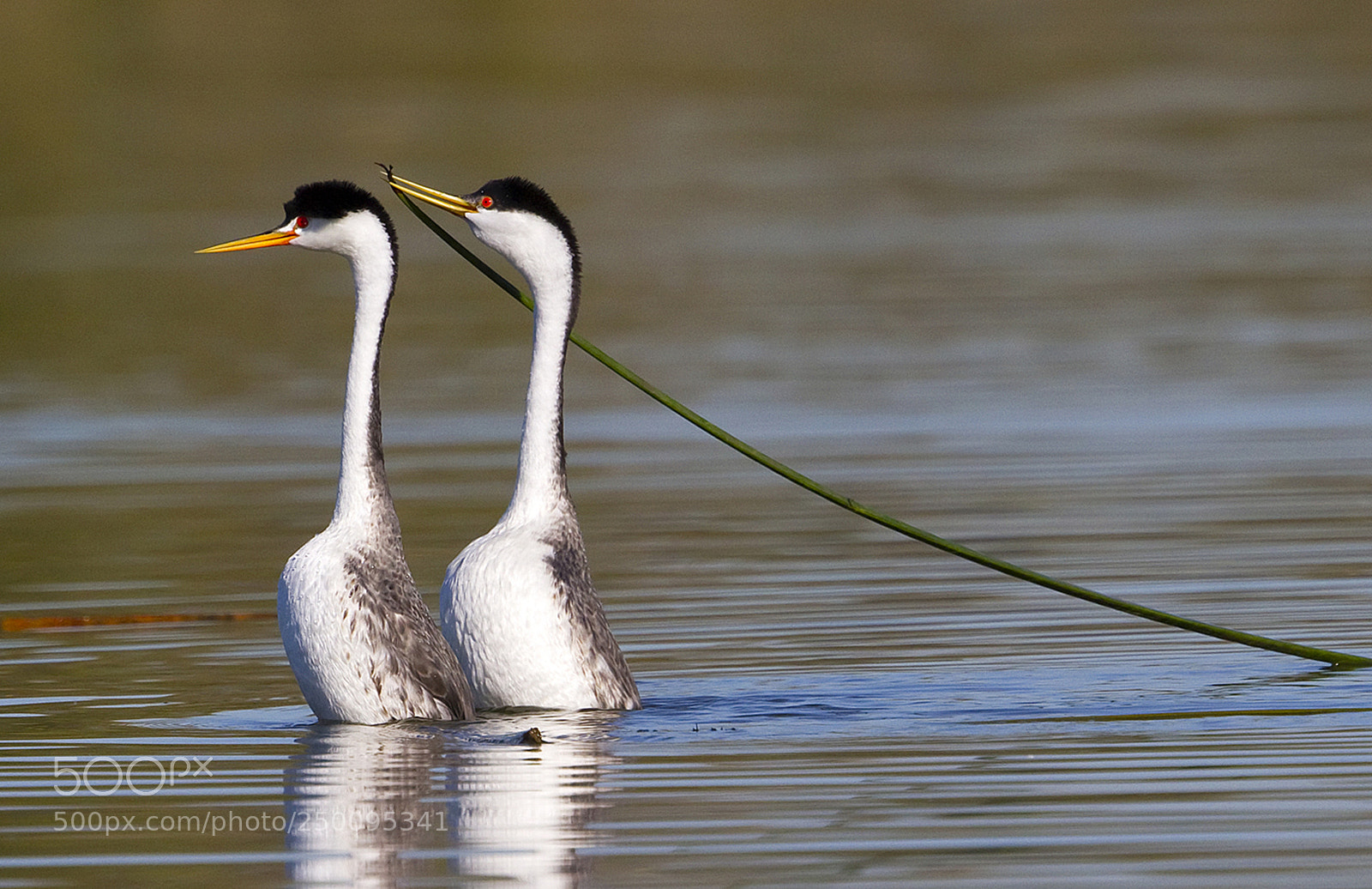Canon EOS 7D sample photo. Clark grebe making proposal photography