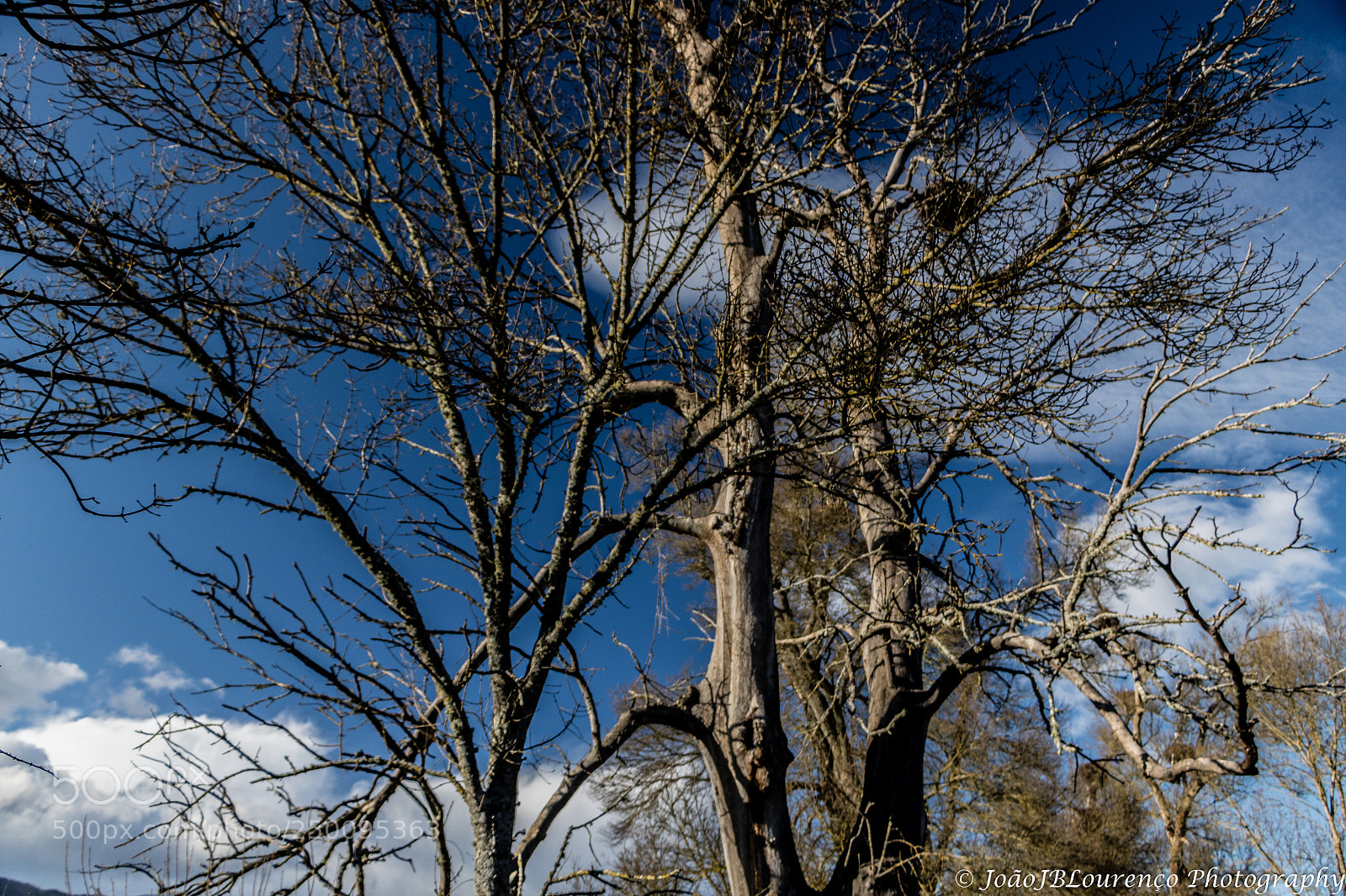 Canon EOS 750D (EOS Rebel T6i / EOS Kiss X8i) sample photo. The nest photography