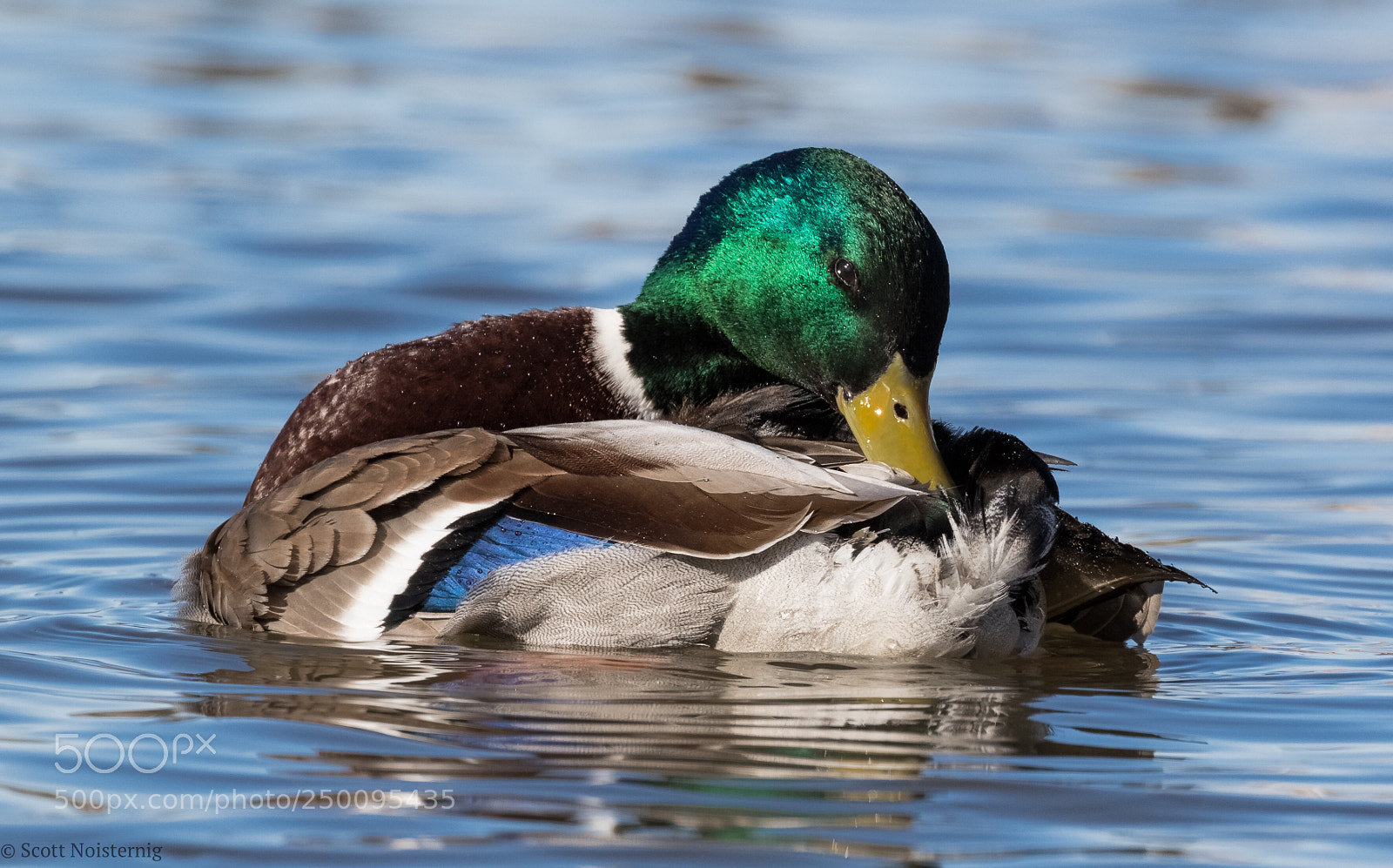Canon EOS 7D Mark II sample photo. The posing mallard  photography