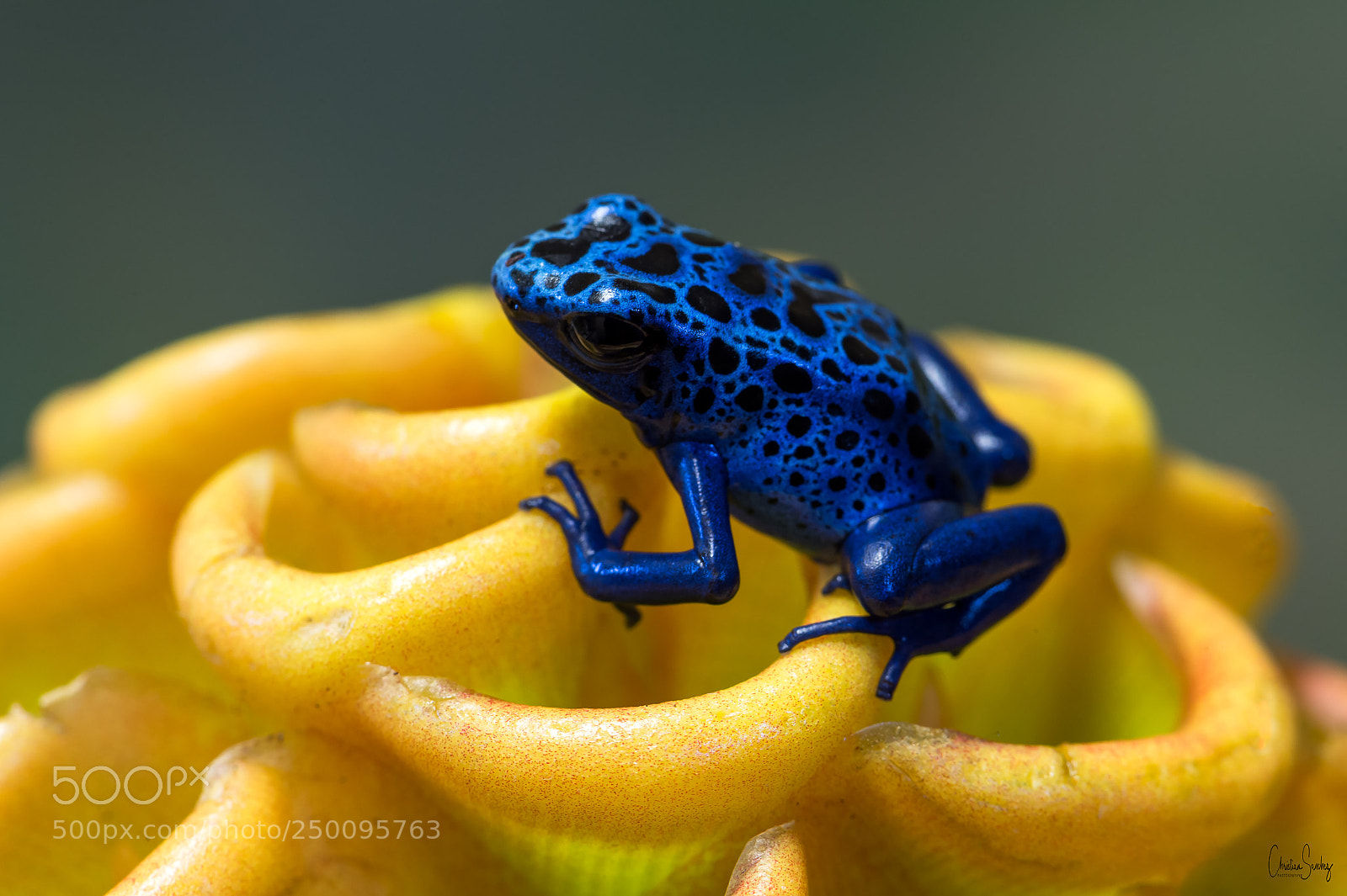 Nikon D4 sample photo. Blue poison arrow frog photography