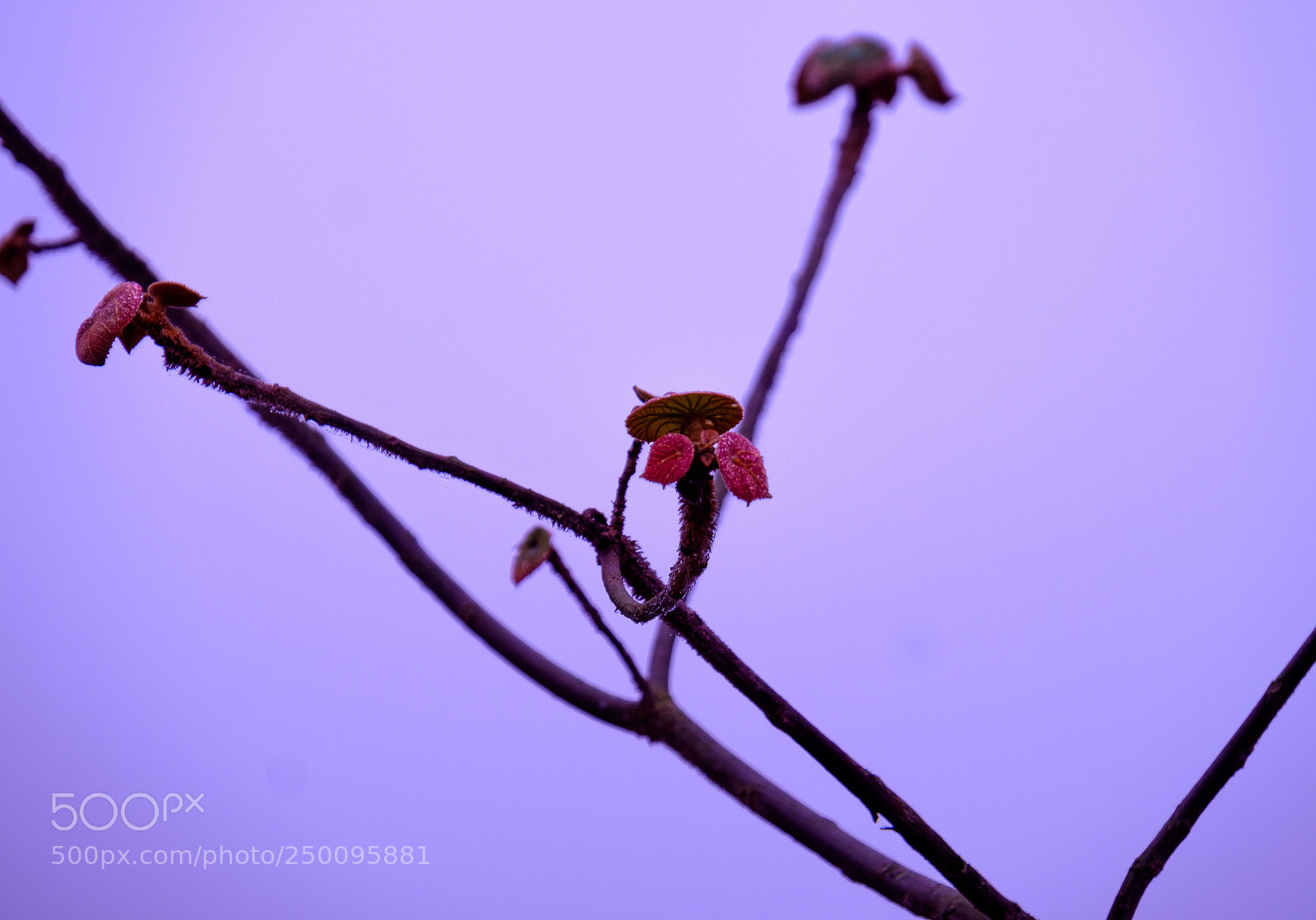 Fujifilm X-T1 sample photo. In bloom photography