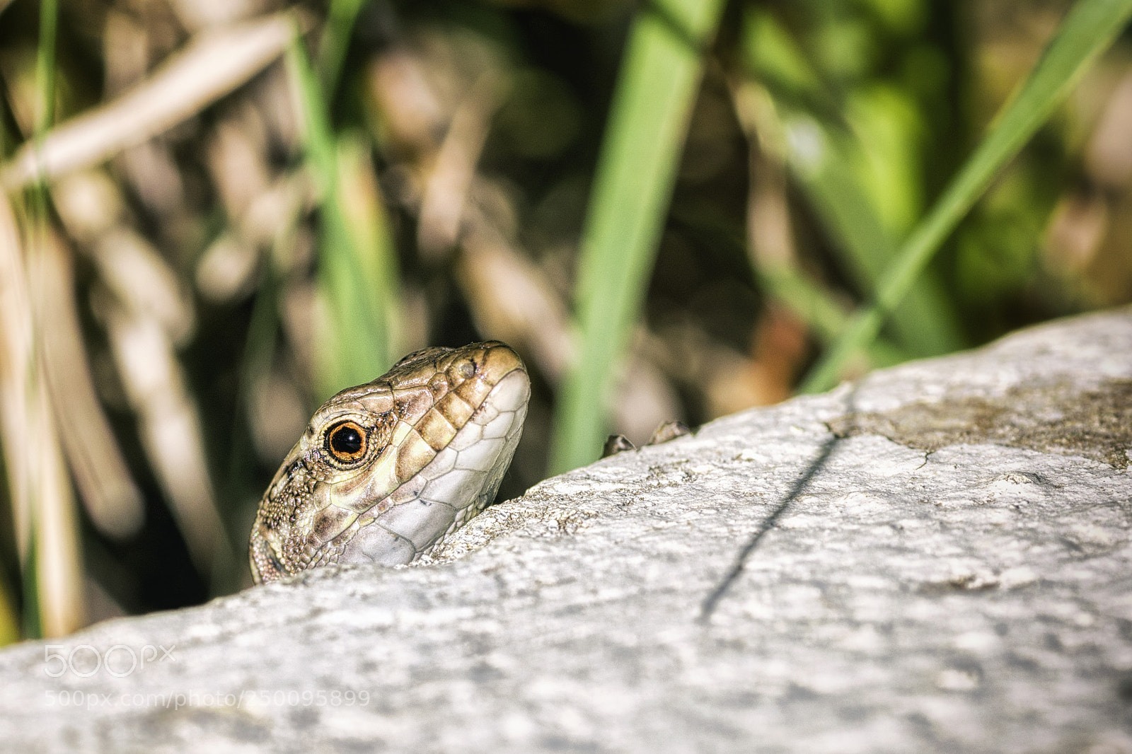 Nikon D7200 sample photo. I'm watching you! photography