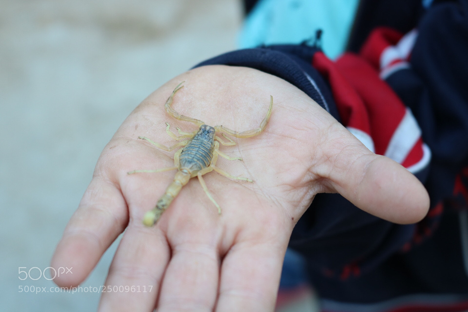 Canon EOS 750D (EOS Rebel T6i / EOS Kiss X8i) sample photo. Scorpion photography