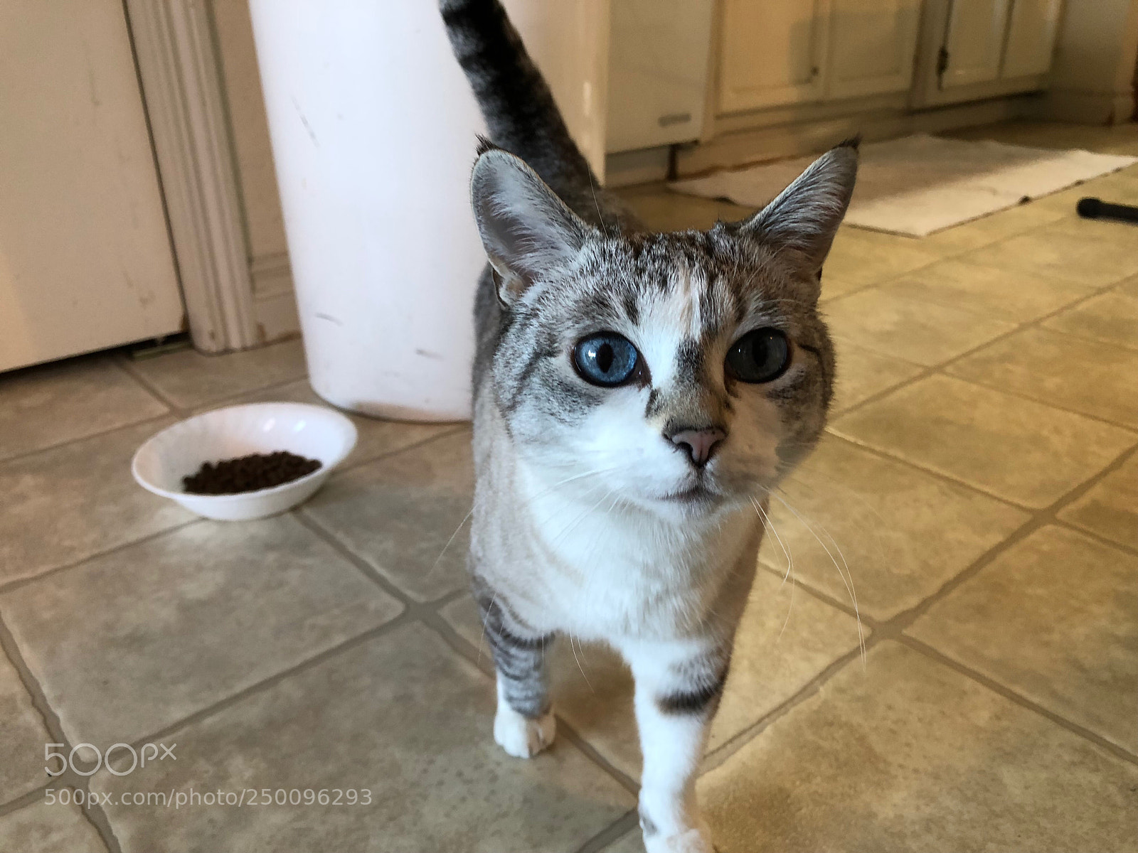 Apple iPhone X sample photo. Kitty photography
