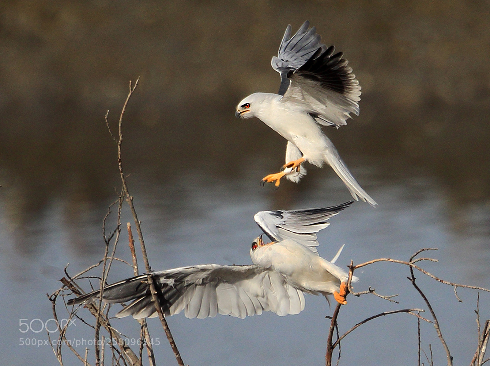 Canon EOS 7D Mark II sample photo. White-tailed kite photography