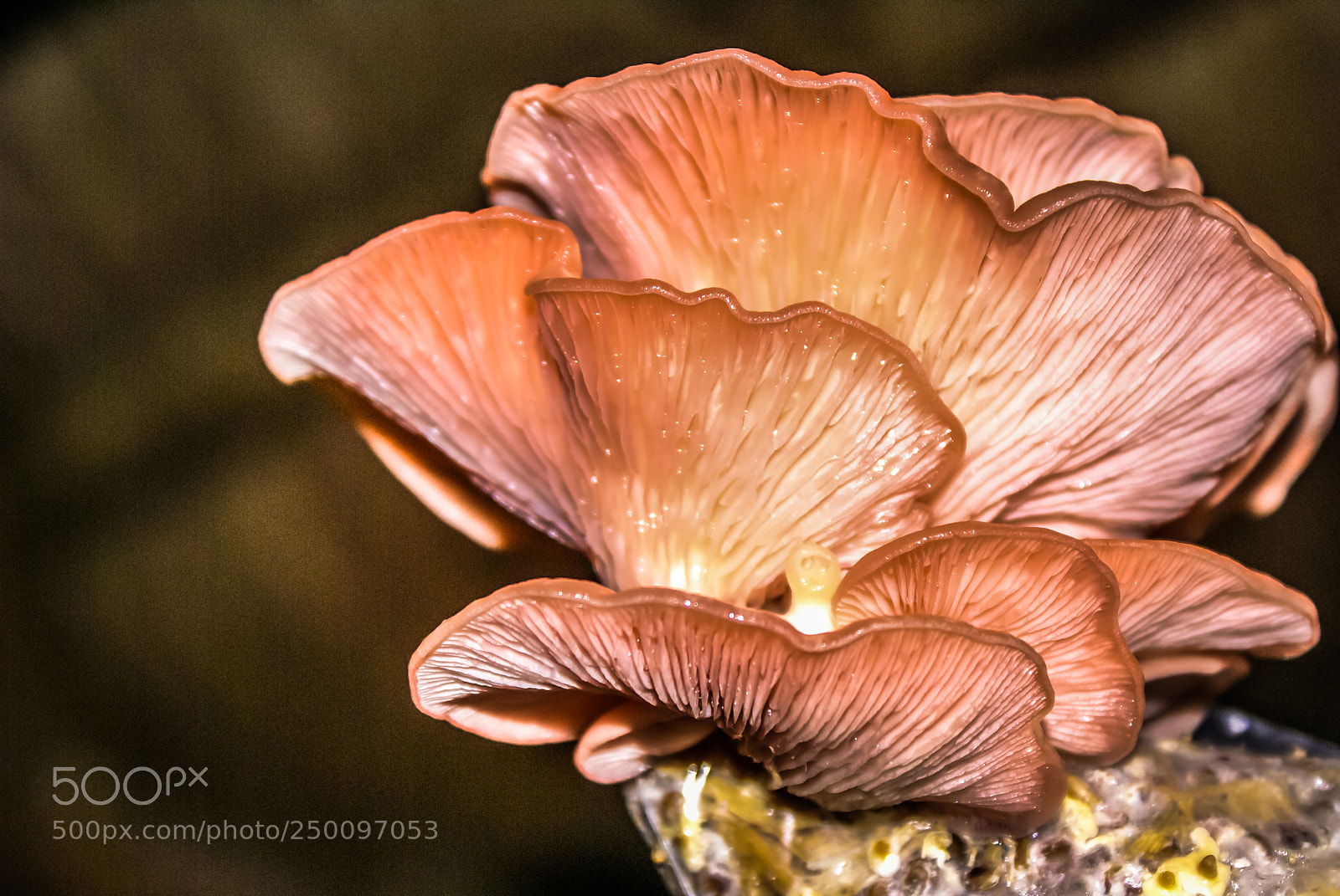 Sony Alpha DSLR-A100 sample photo. Hallucinogen photography