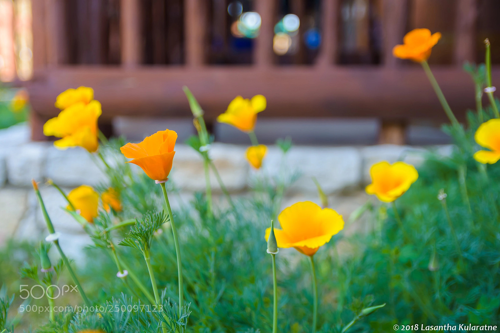 Nikon D7200 sample photo. Yellow and orange flowers photography
