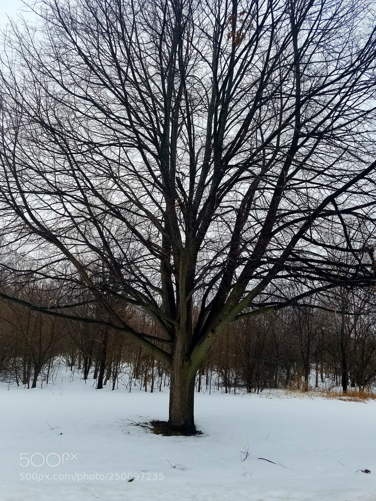 Samsung Galaxy S7 sample photo. Tree photography