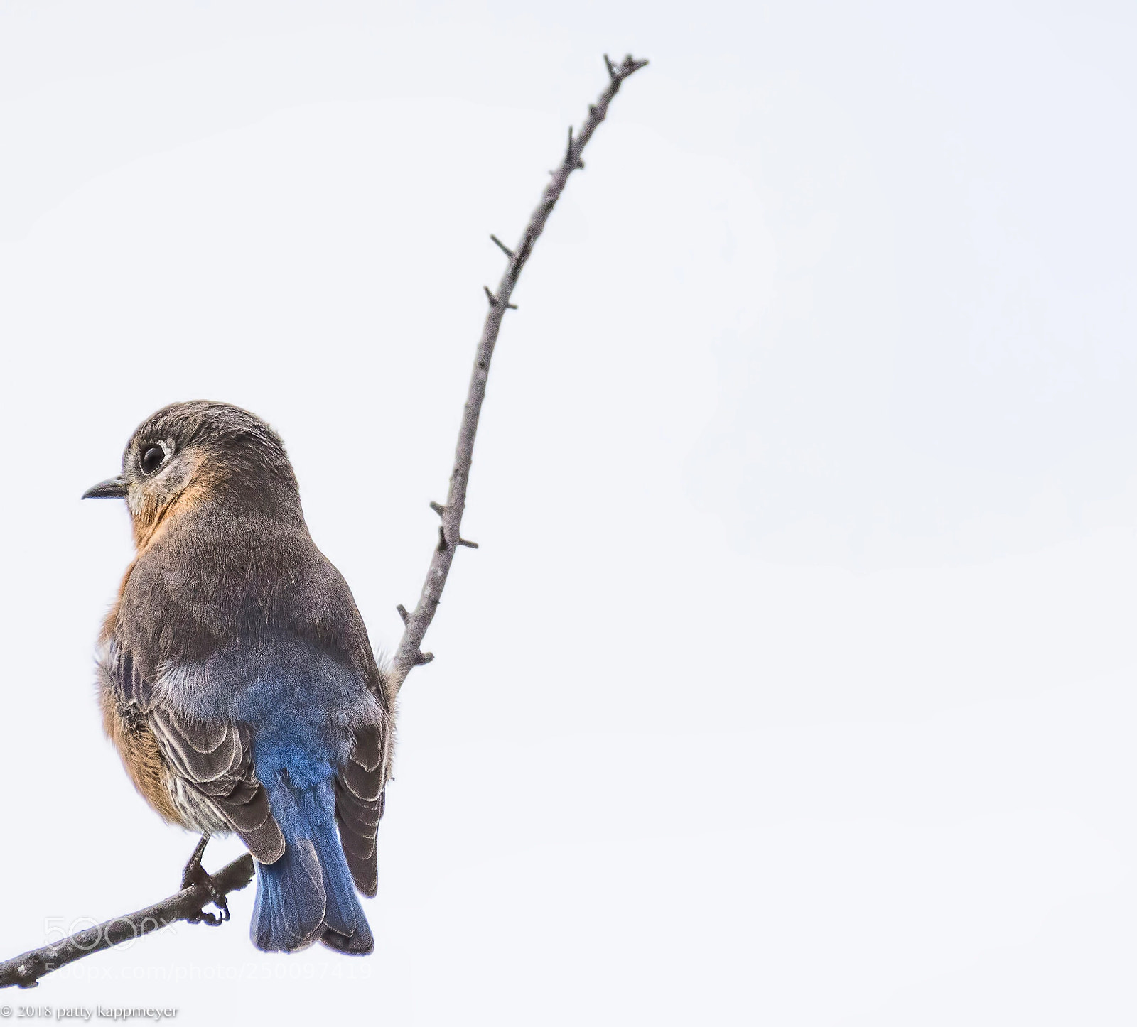 Nikon D7200 sample photo. Eastern bluebird photography