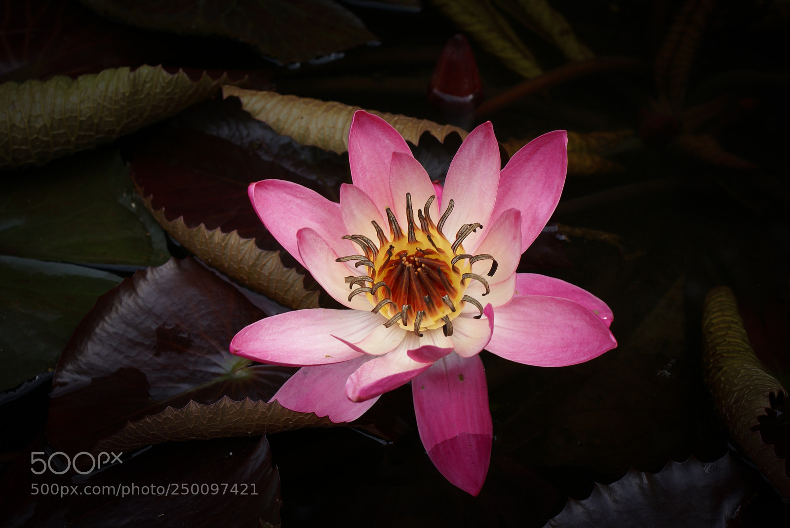 Sony Alpha DSLR-A100 sample photo. Hypnotized photography