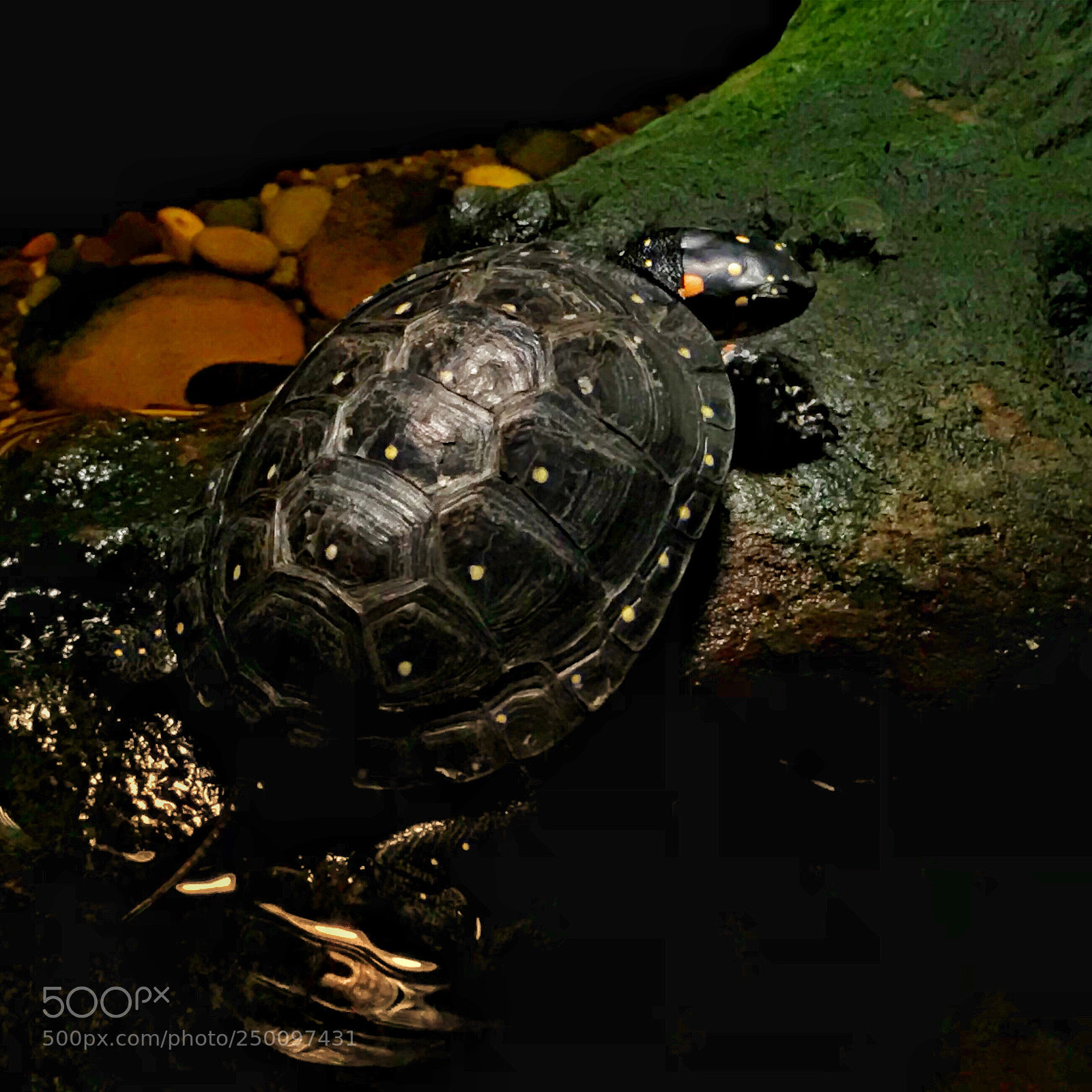 Apple iPhone 7 sample photo. Spotted turtle photography