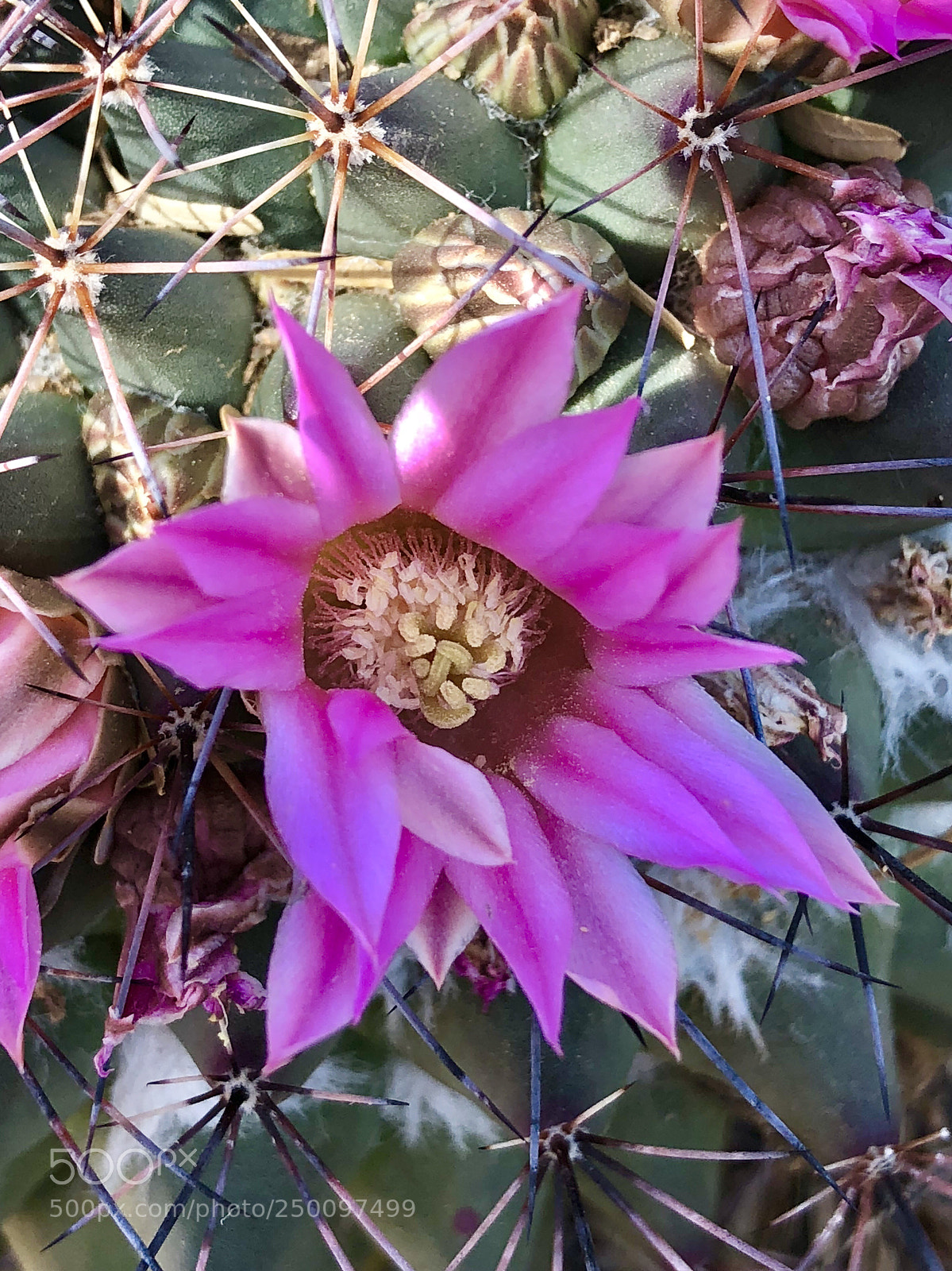 Apple iPhone 8 Plus sample photo. Cacti flora photography