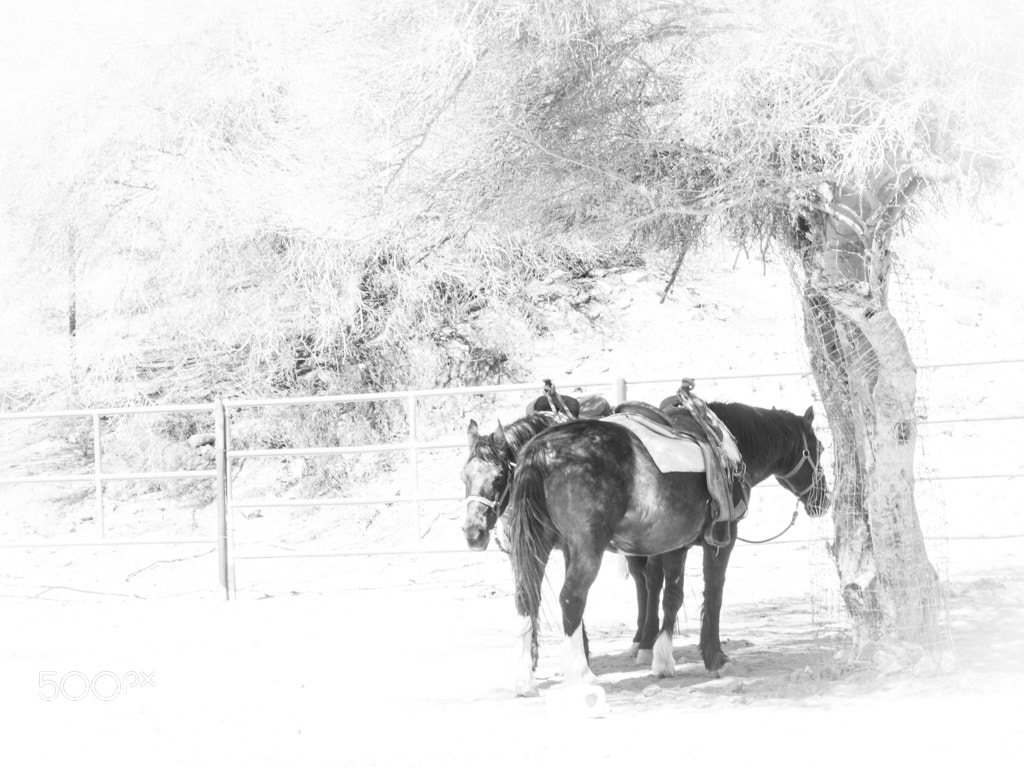 Olympus OM-D E-M5 II sample photo. Hot in the shade photography
