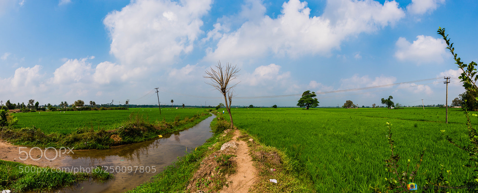 Canon EOS 70D sample photo. Pano of paddy field photography