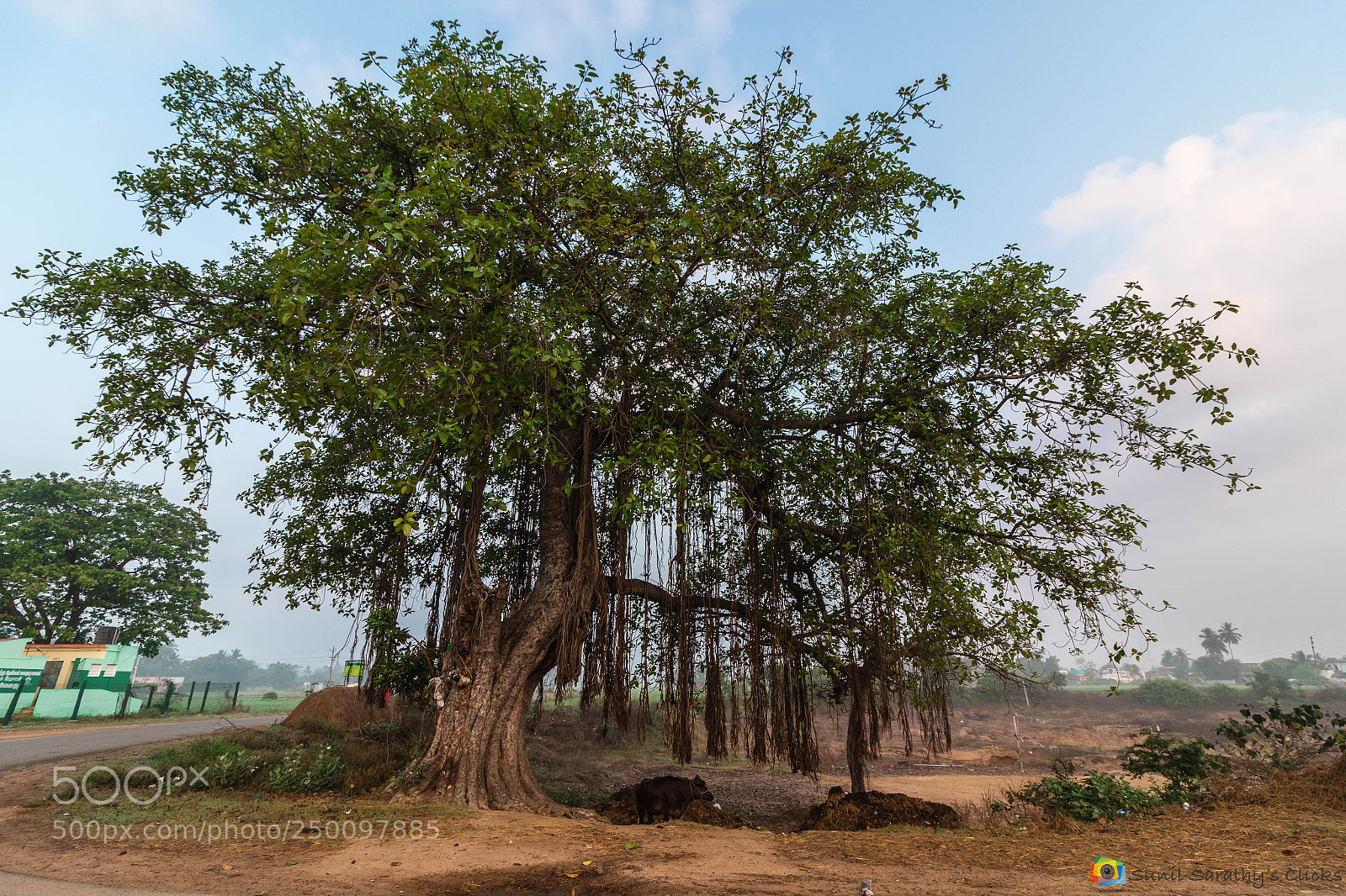 Canon EOS 70D sample photo. Banyan tree photography