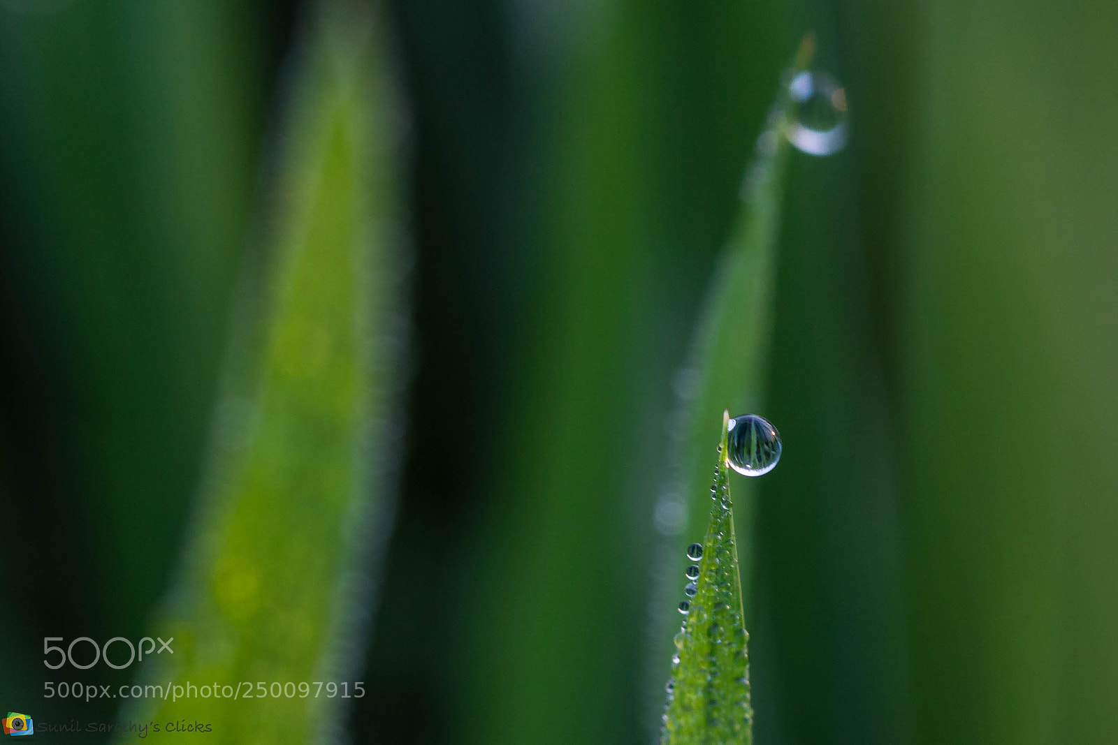 Canon EOS 70D sample photo. Dew drop with sun's photography