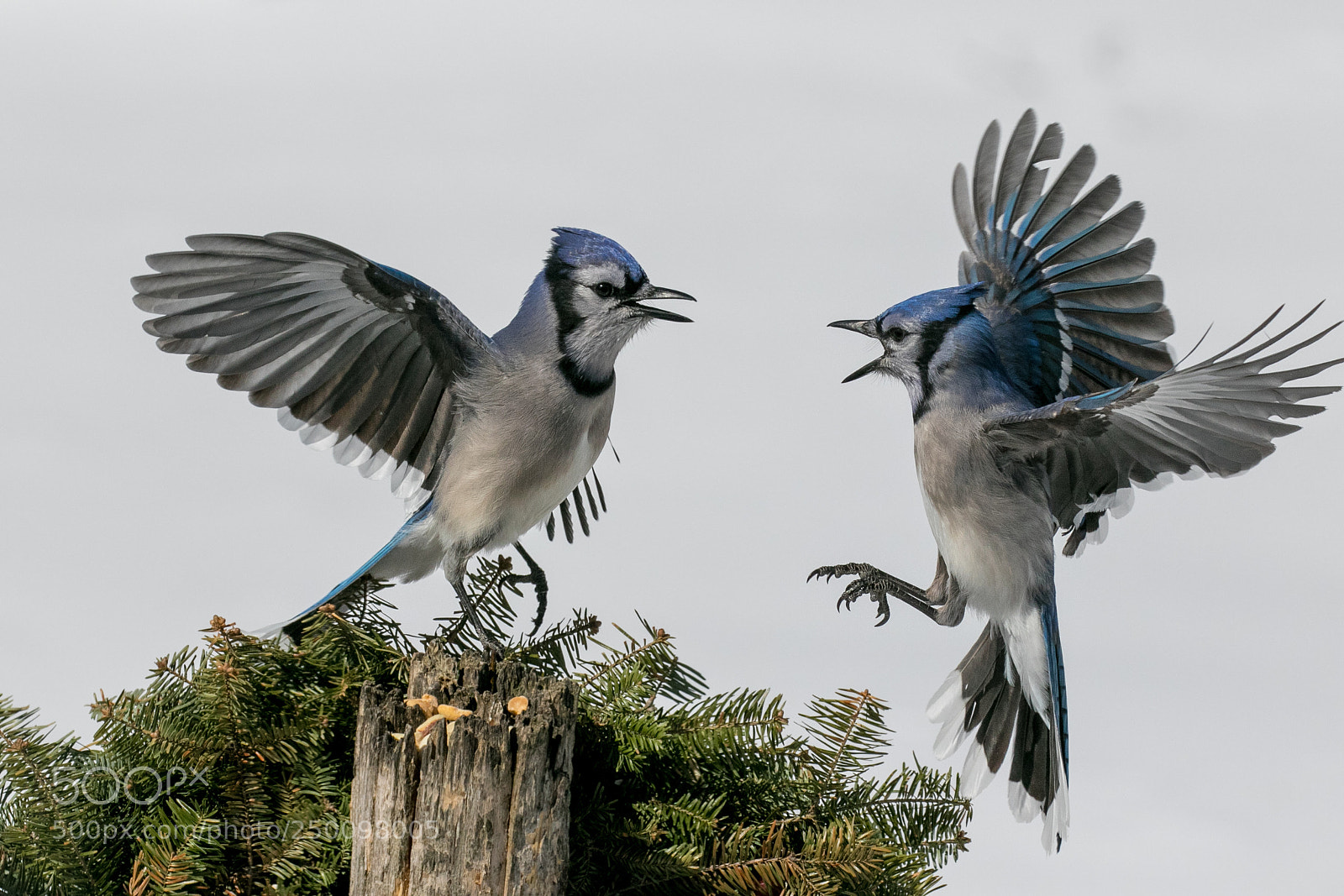 Canon EOS 7D Mark II sample photo. Bluejaysarescrappers photography