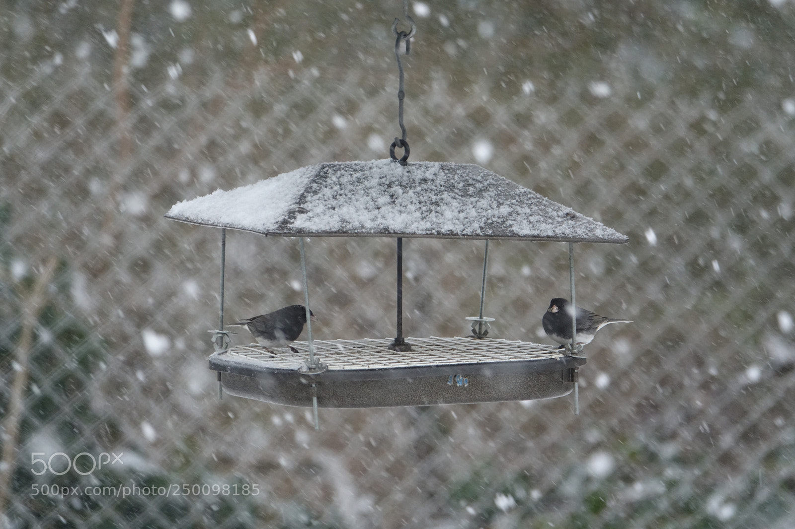 Sony Cyber-shot DSC-RX10 III sample photo. Thanks a lot snowbirds!  photography