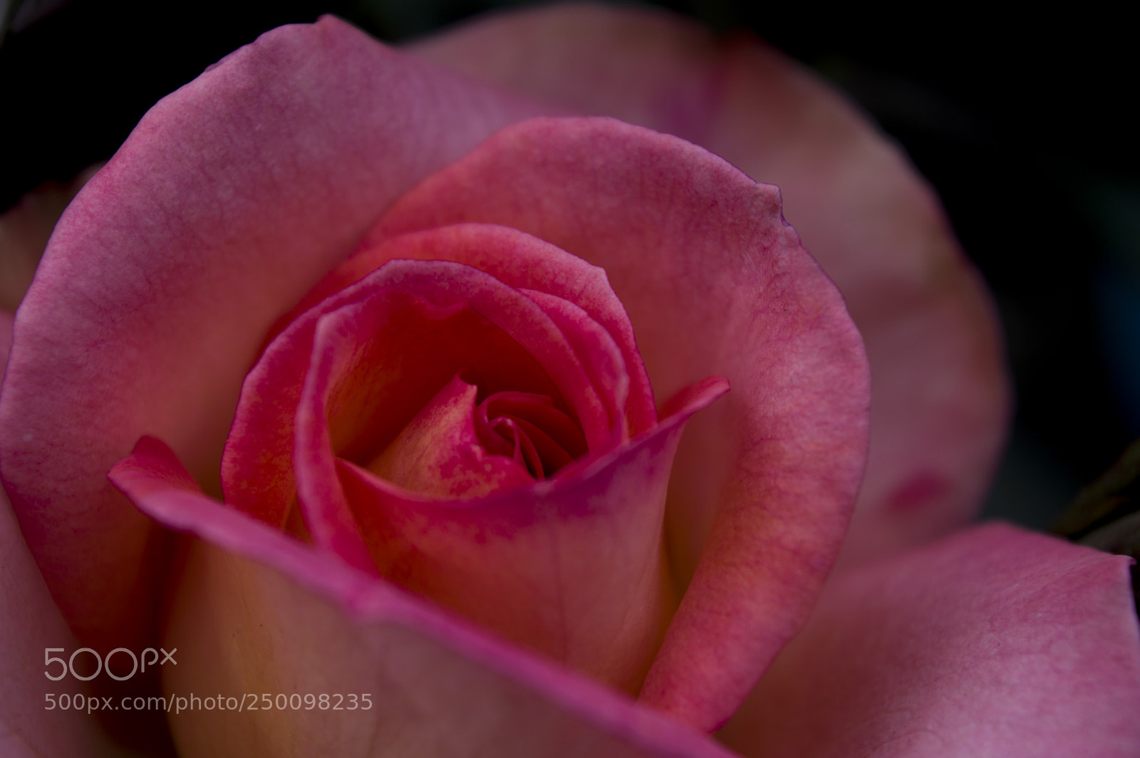 Nikon D3200 sample photo. Petalos photography
