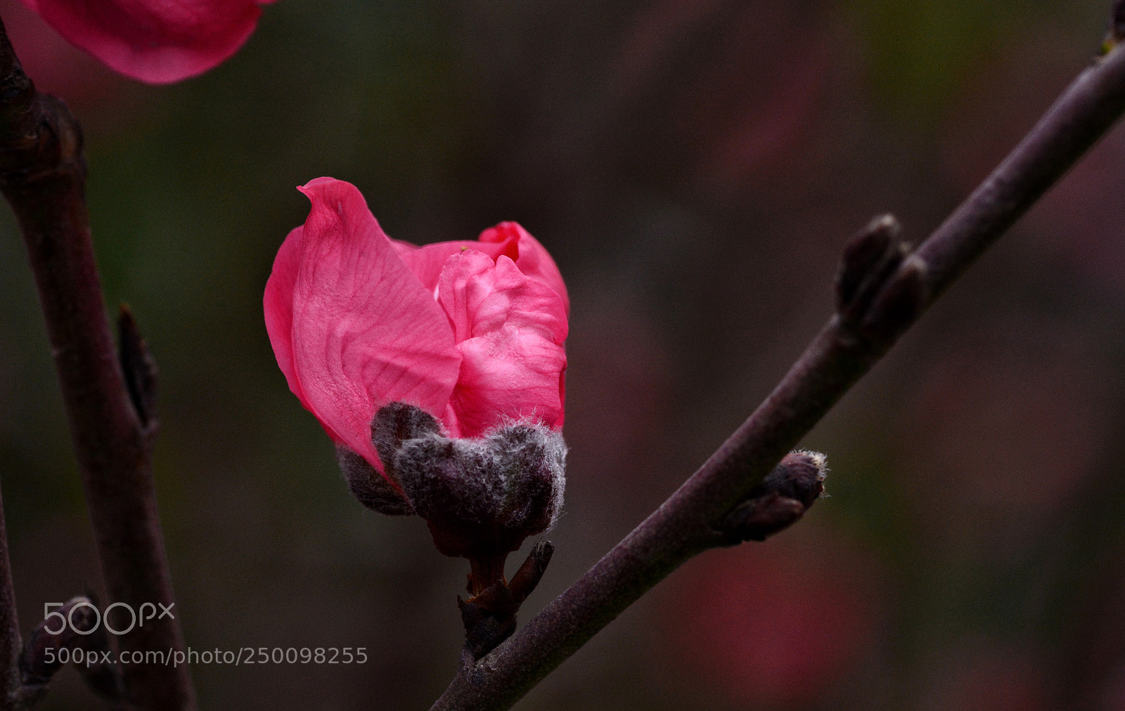 Nikon D7100 sample photo. Snntcldt photography