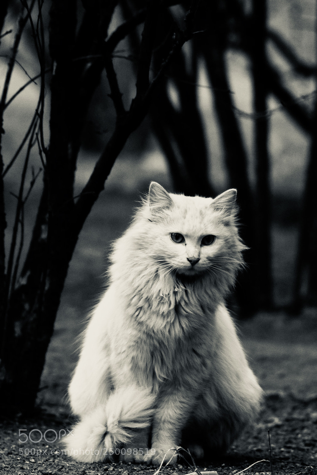 Canon EOS 80D sample photo. The persian cat in photography