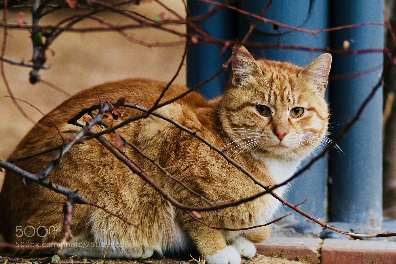 Canon EOS 80D sample photo. 哇哦wow photography