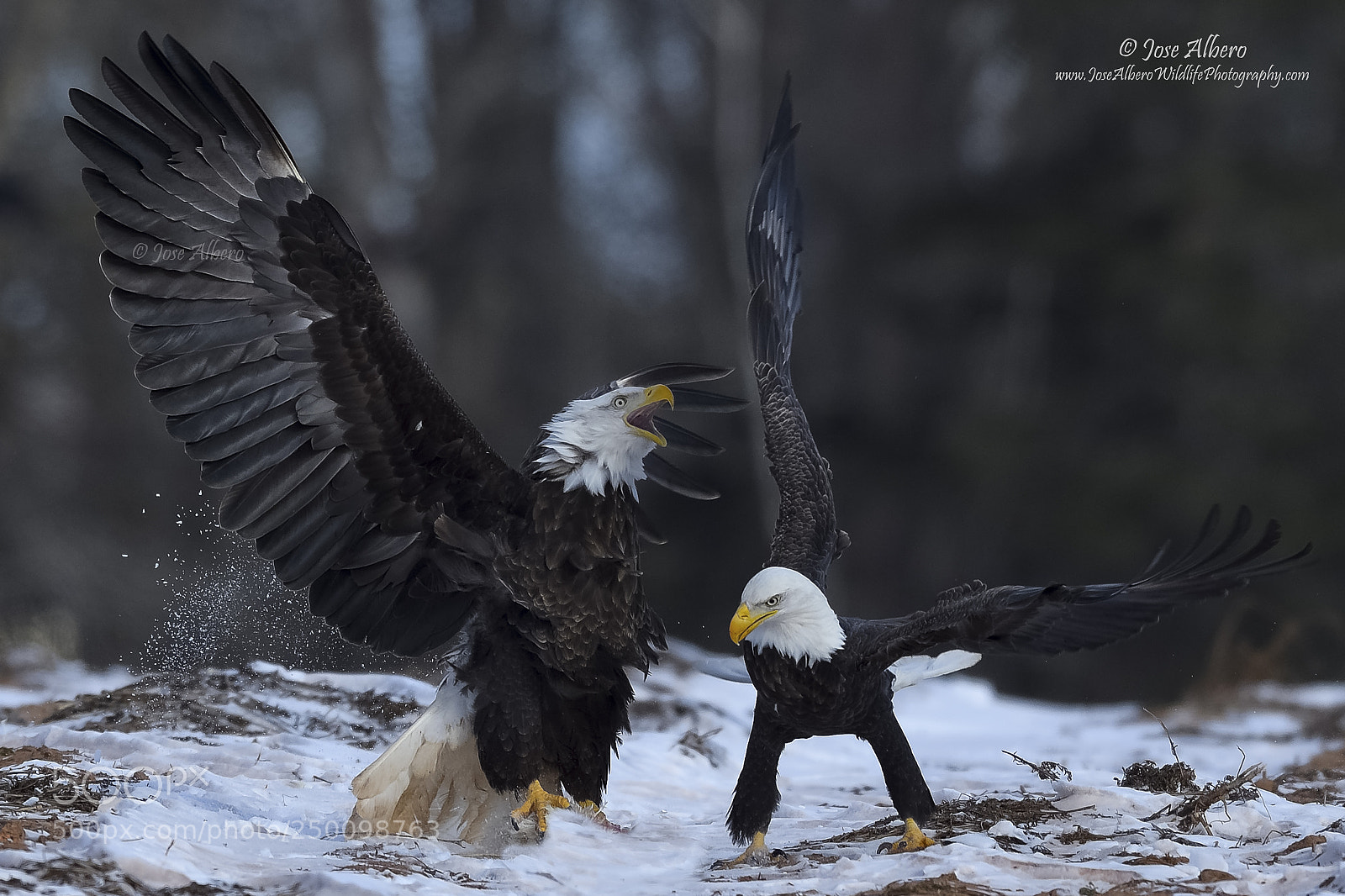 Nikon D500 sample photo. Bald eagles photography