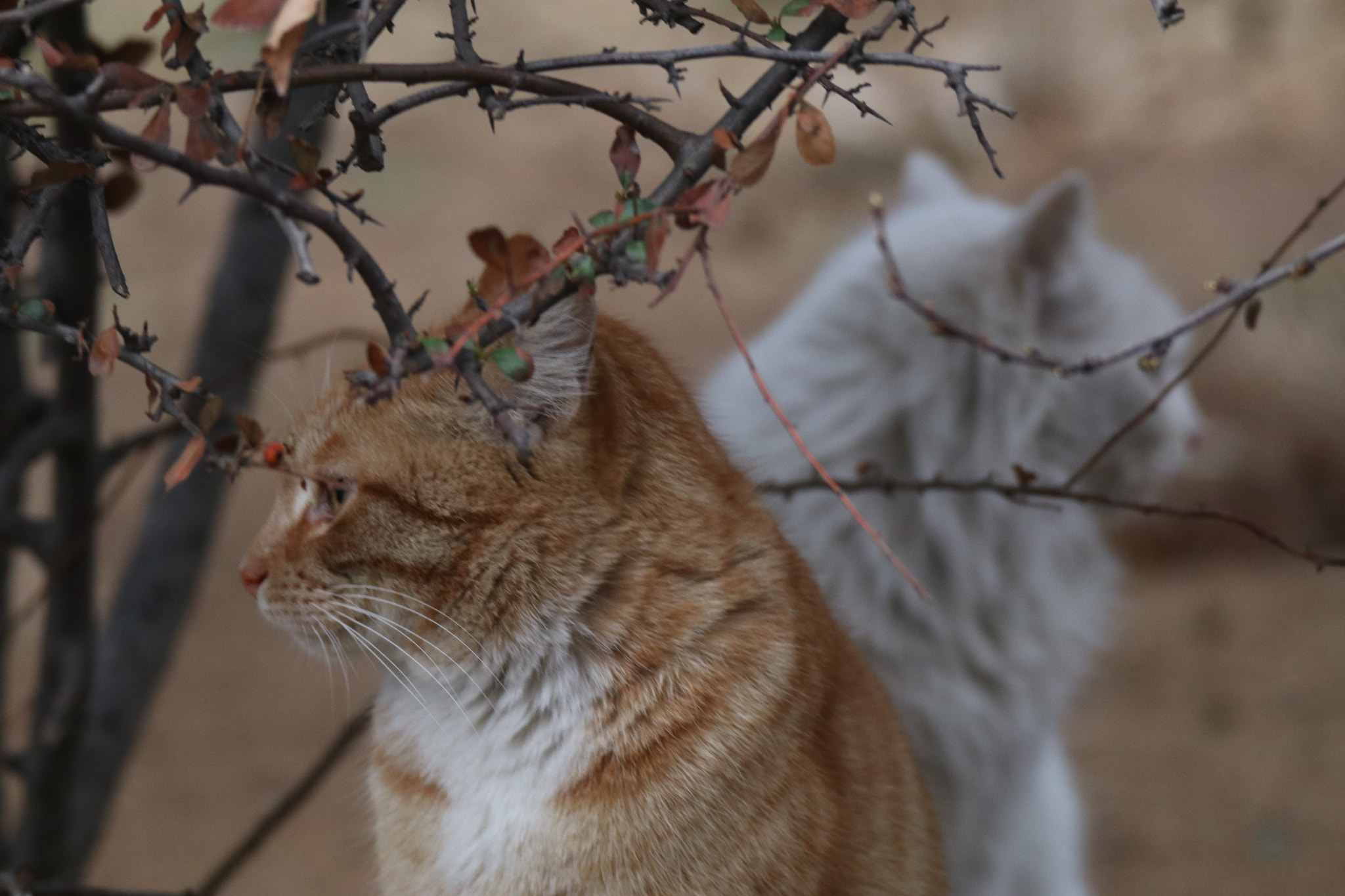 Tamron SP 150-600mm F5-6.3 Di VC USD sample photo. 左顾右盼look right and left photography