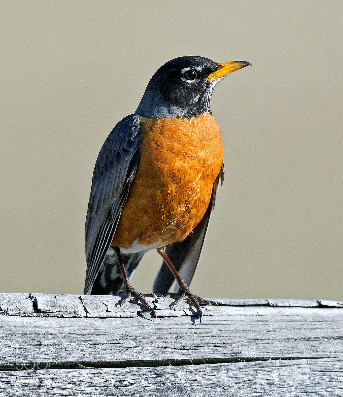 Canon EOS-1D X Mark II sample photo. American robin photography