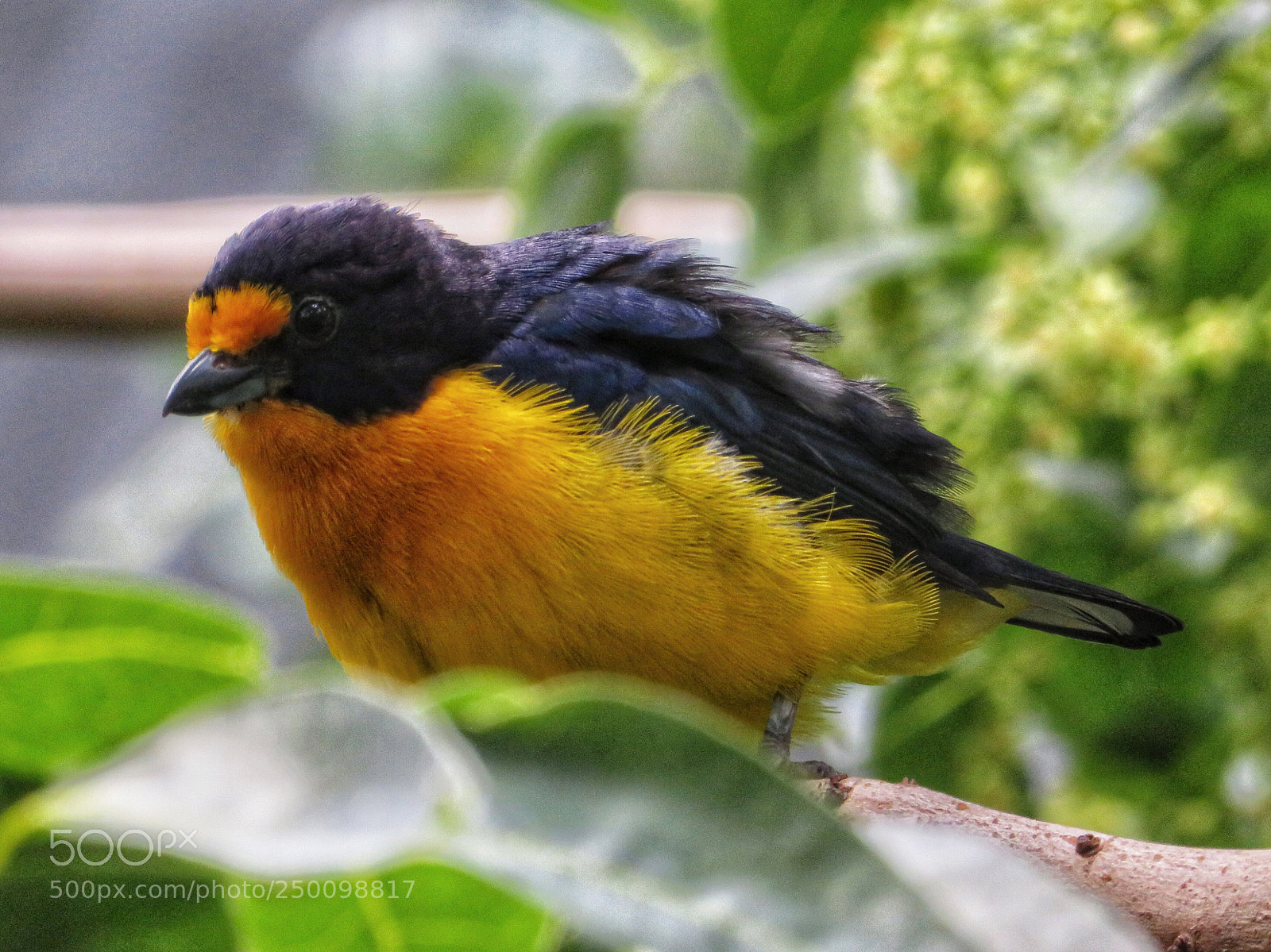 Canon PowerShot SX720 HS sample photo. Violacious euphonia  photography