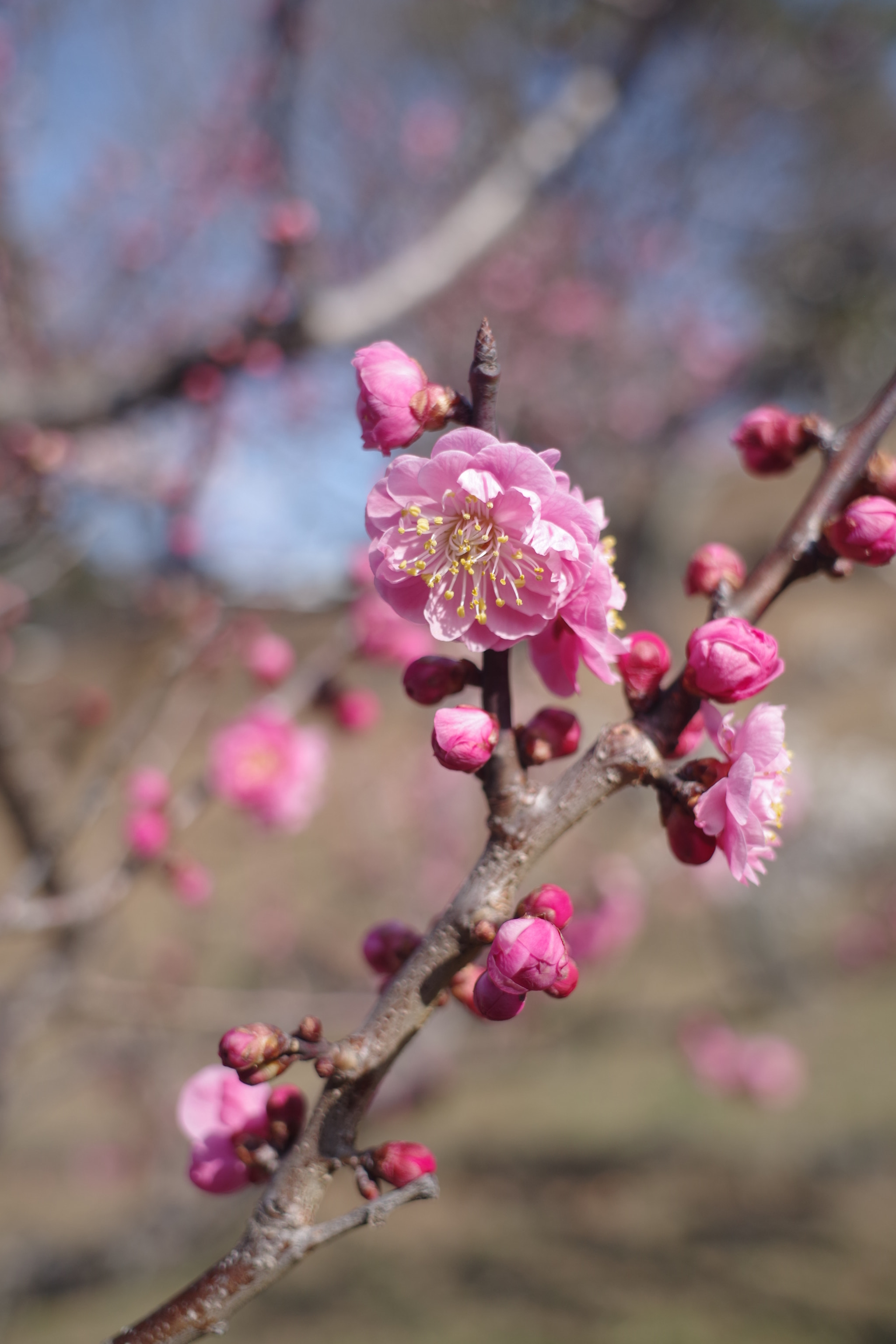 Pentax K-S2 sample photo. Ume 2018 #4 photography