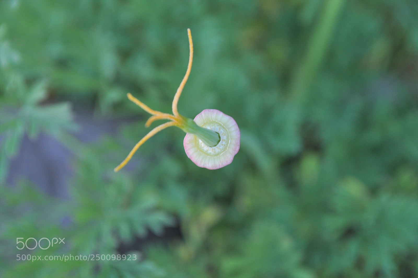 Nikon D5000 sample photo. Twisty flower photography