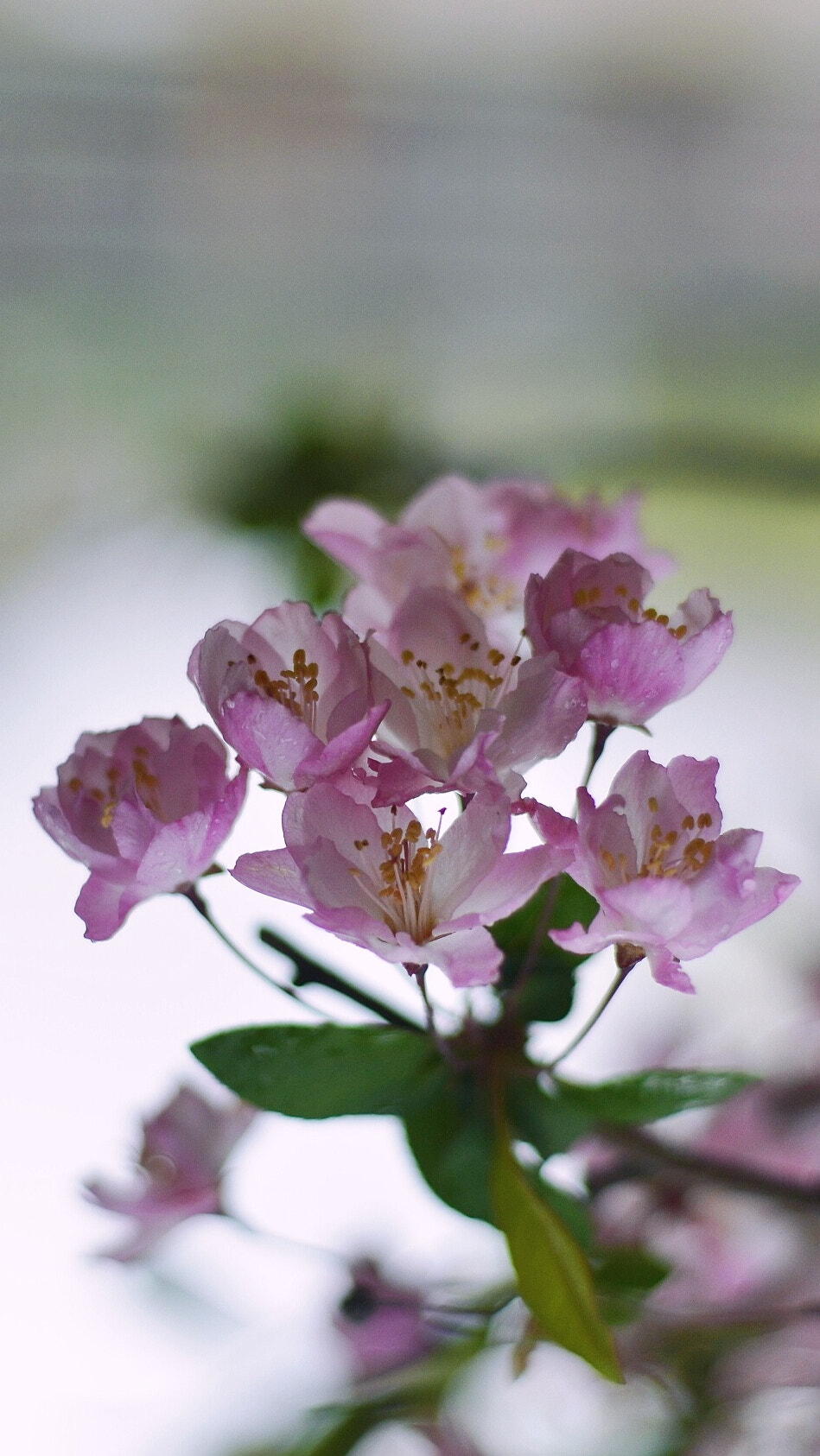 Nikon D610 + Nikon AF Nikkor 50mm F1.8D sample photo. 微博：penghufei photography