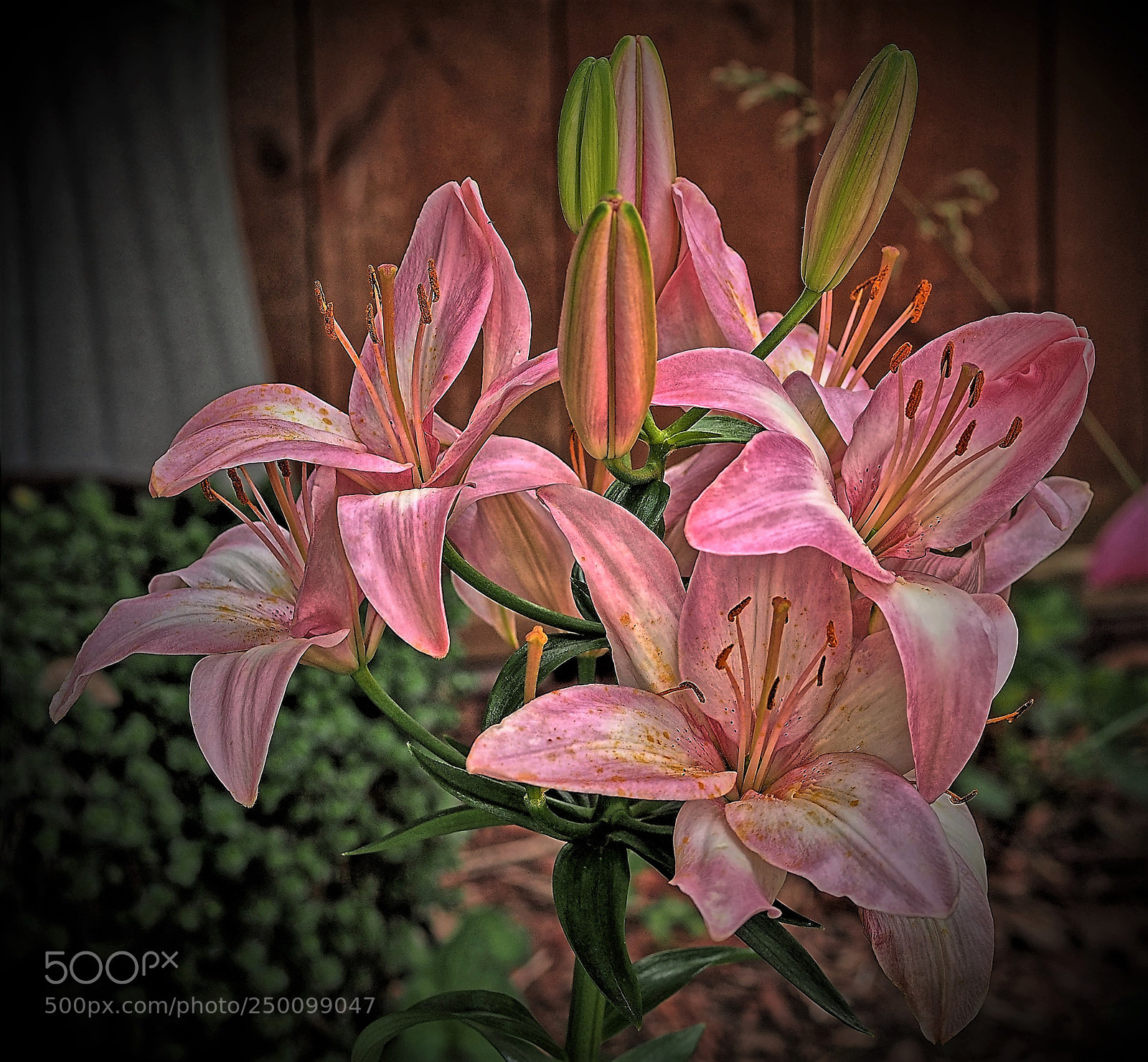 Olympus OM-D E-M5 sample photo. Pink lilies digital photography