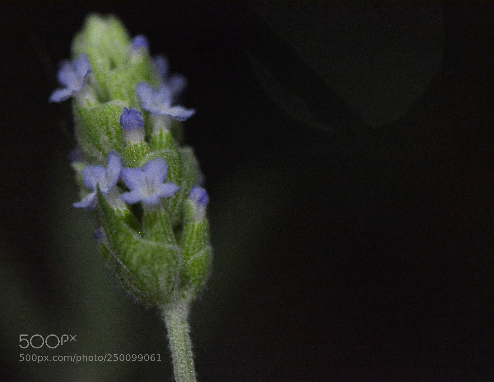 Nikon D5200 sample photo. Lavender photography