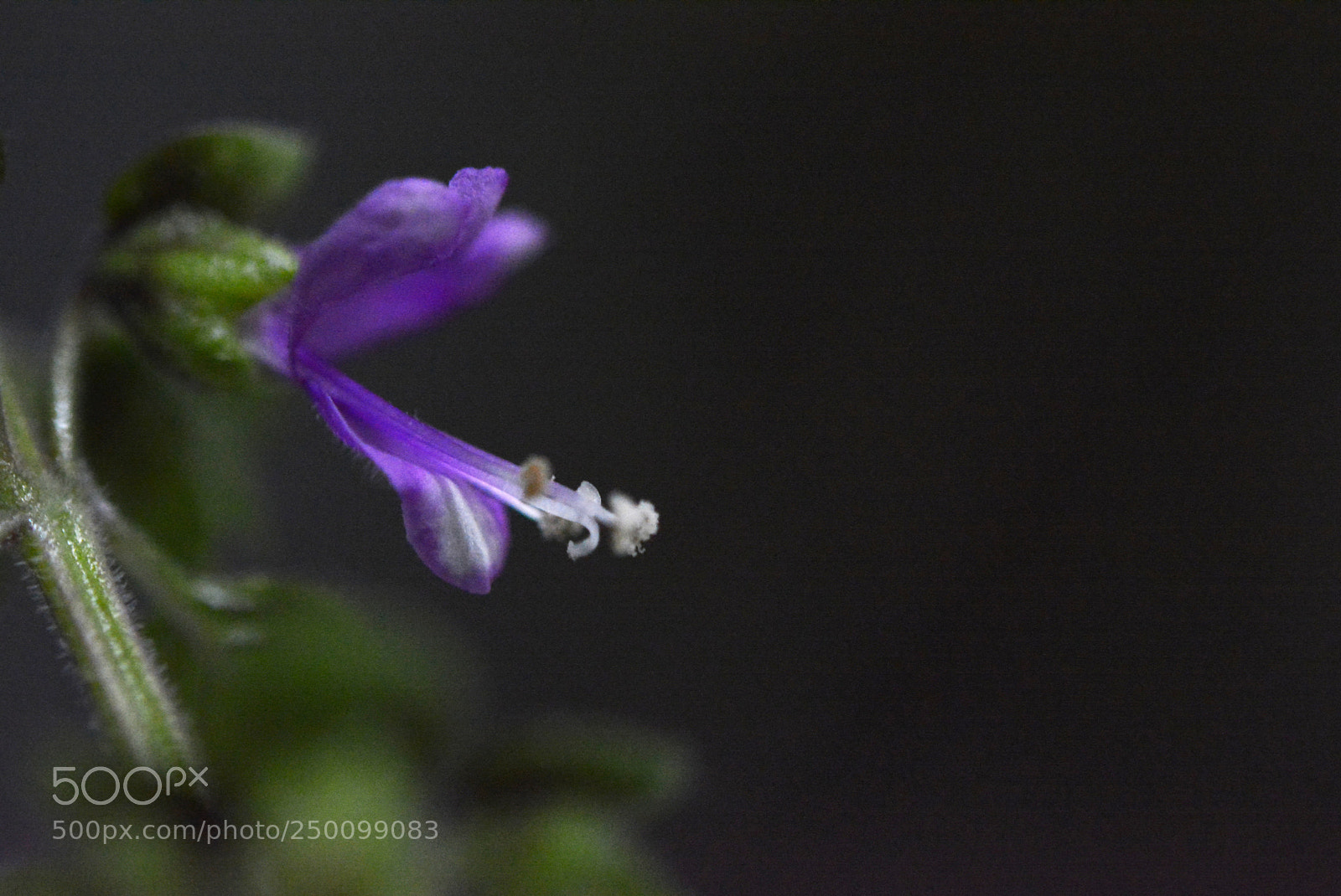 Nikon D5200 sample photo. Basil flower photography