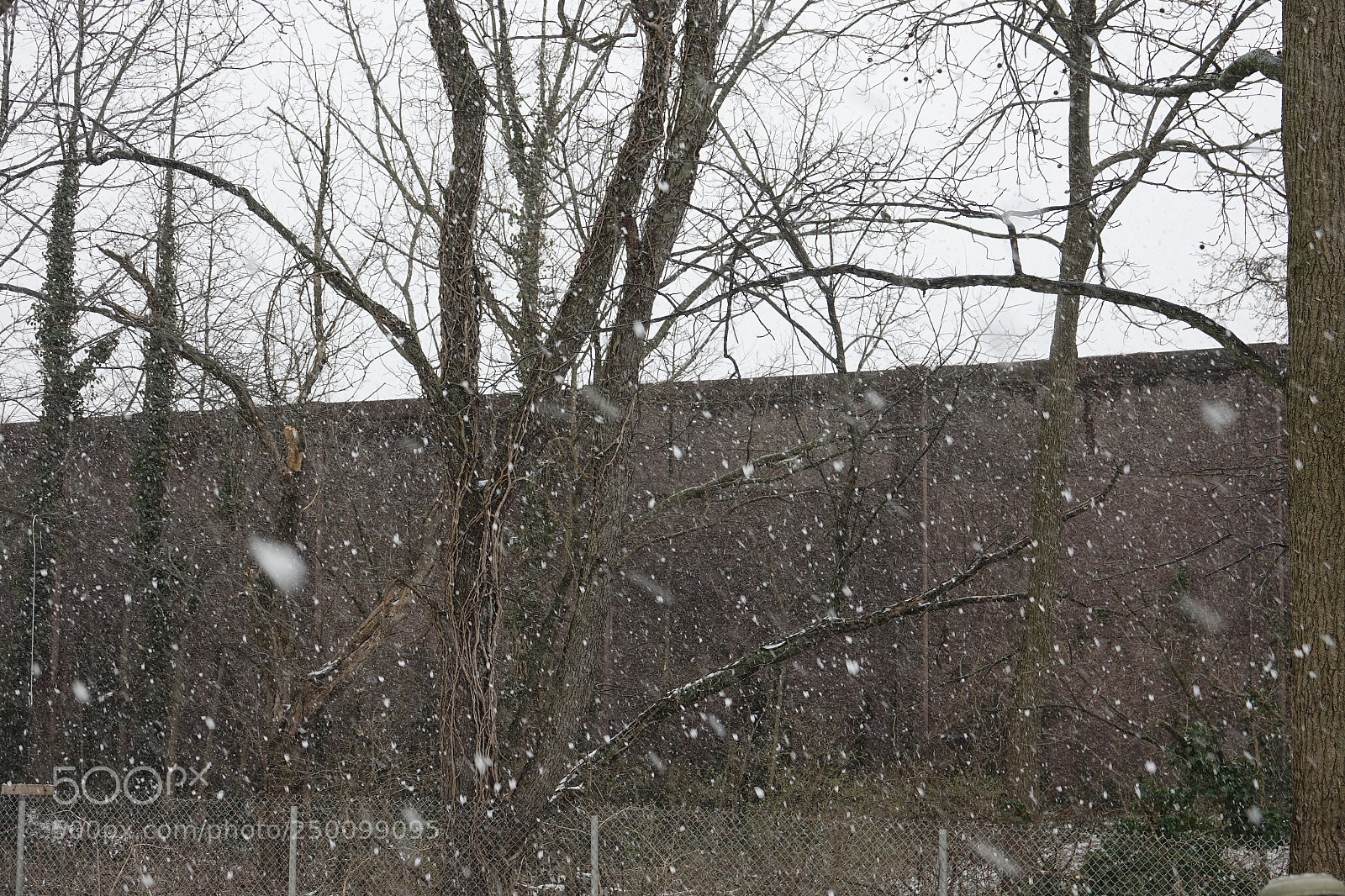 Sony Cyber-shot DSC-RX10 III sample photo. Those darn flakes! photography