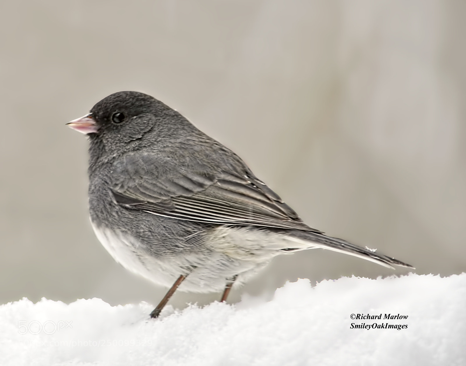Nikon D5000 sample photo. Junco in the snow photography