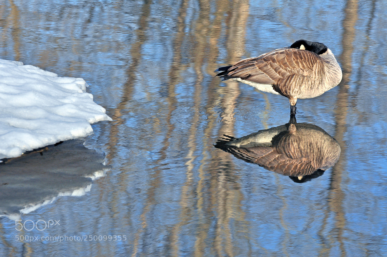 Nikon D90 sample photo. The spring goose photography