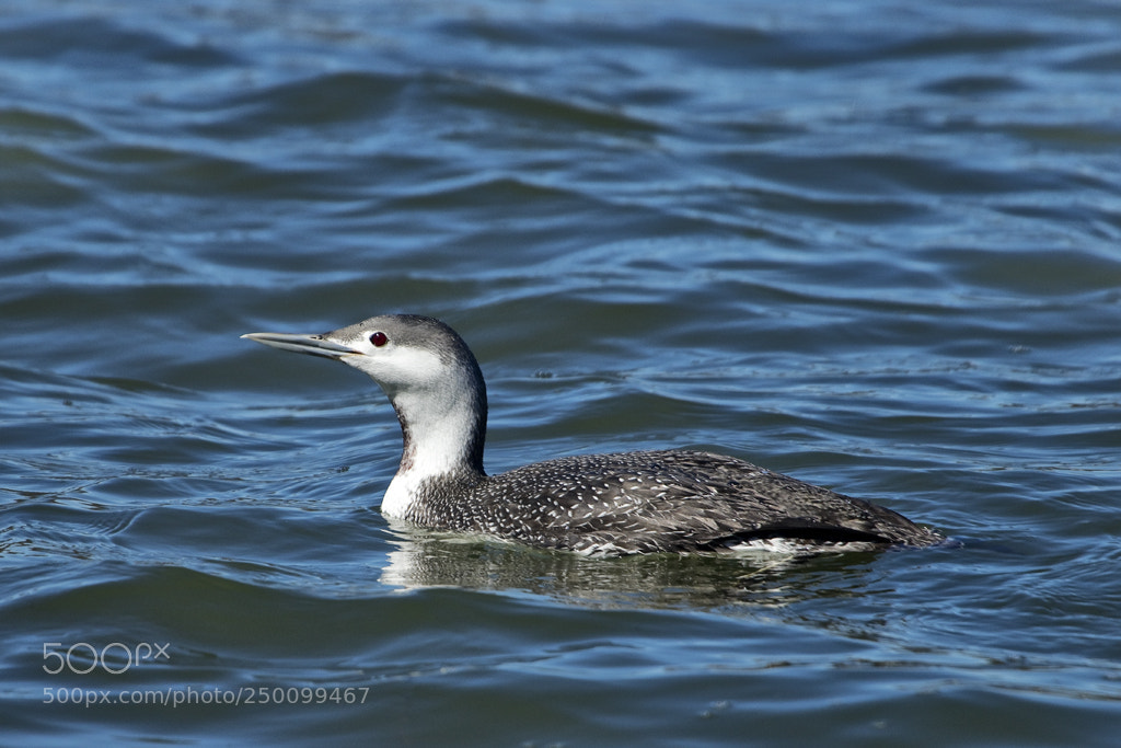 Canon EOS 7D Mark II sample photo. Red throated loon, connecticut, 2018 photography