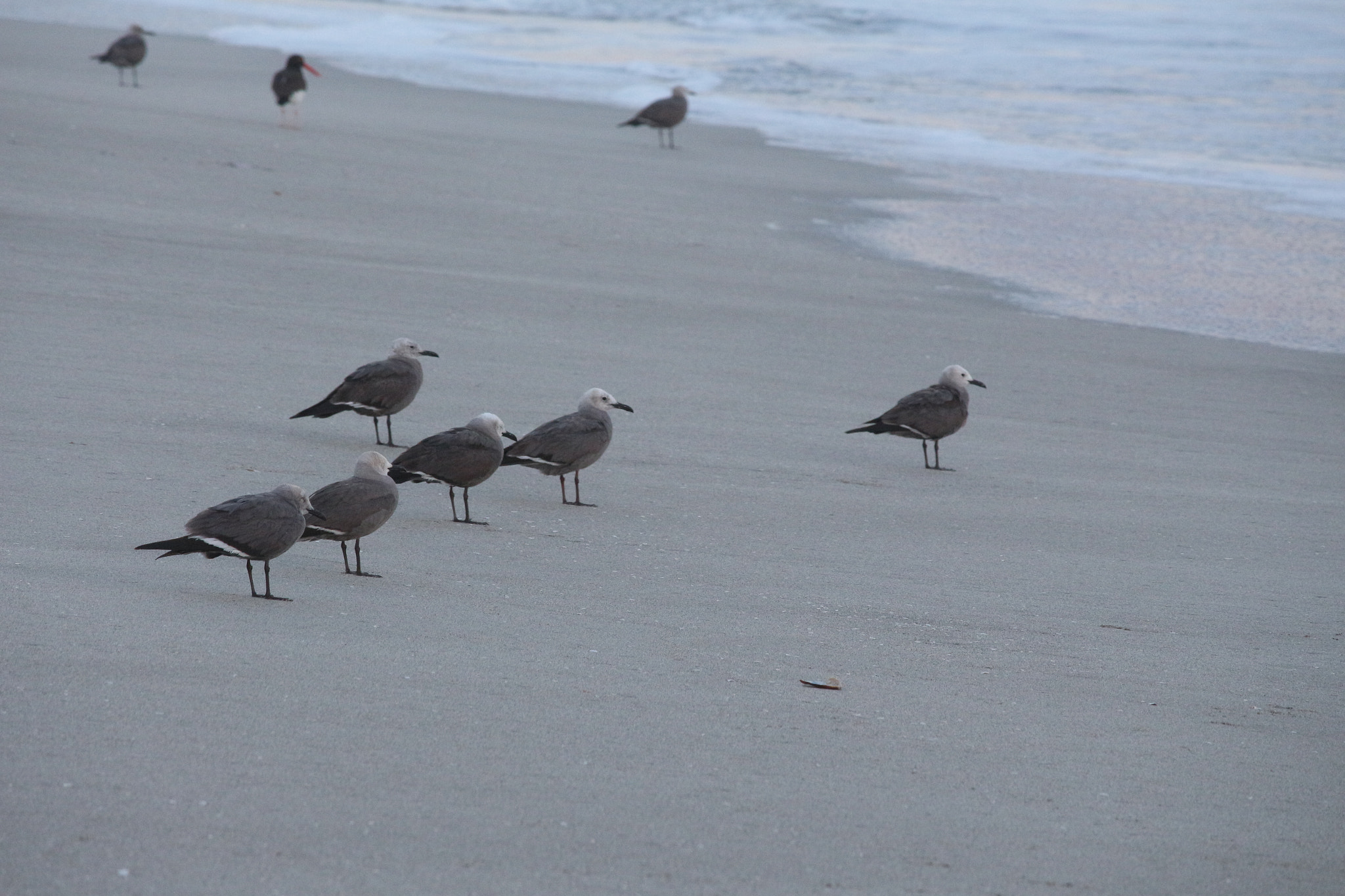 Canon EF-S 55-250mm F4-5.6 IS STM sample photo. Waiting for sea... photography