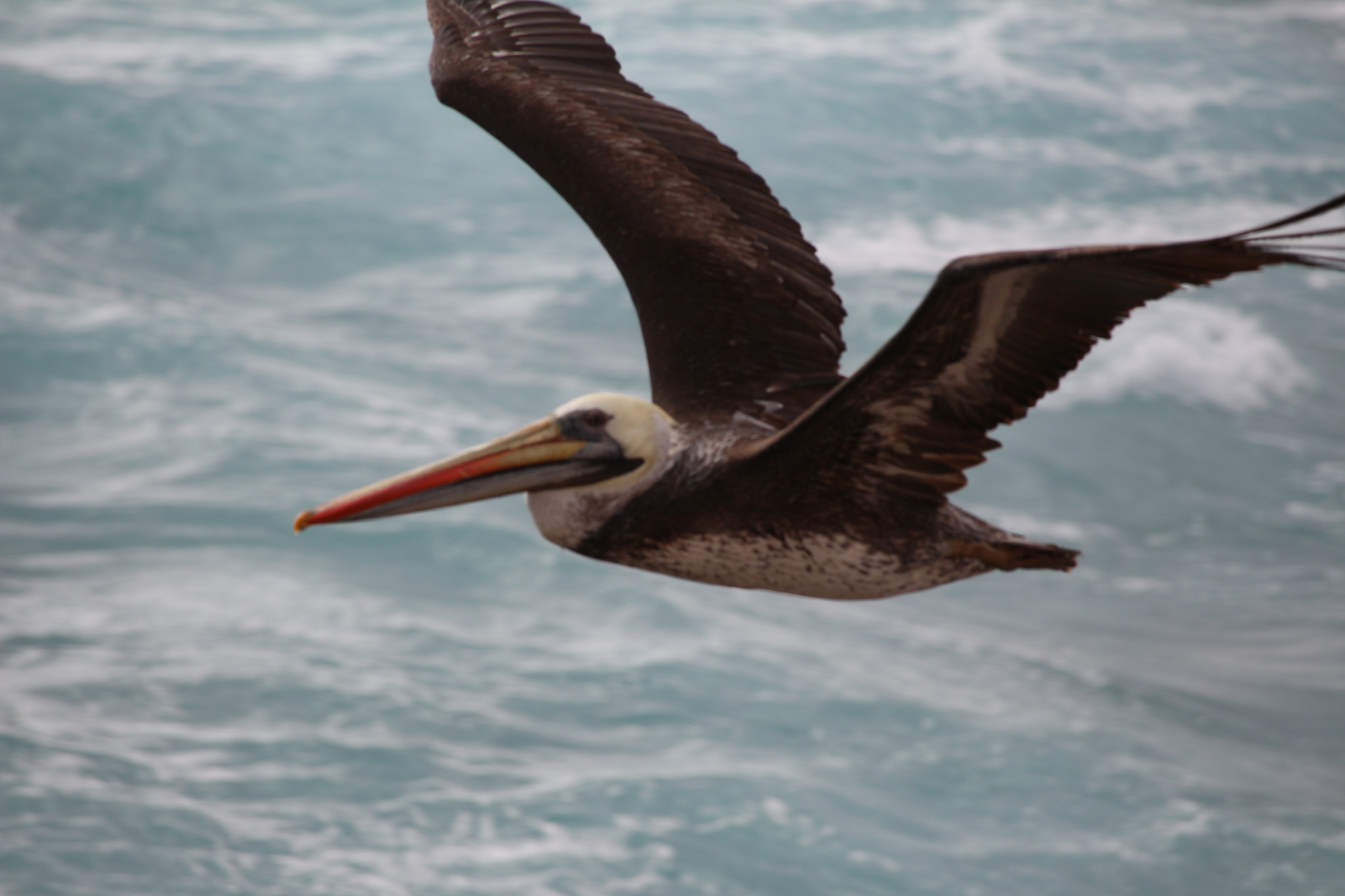 Canon EF-S 55-250mm F4-5.6 IS STM sample photo. Domination... photography