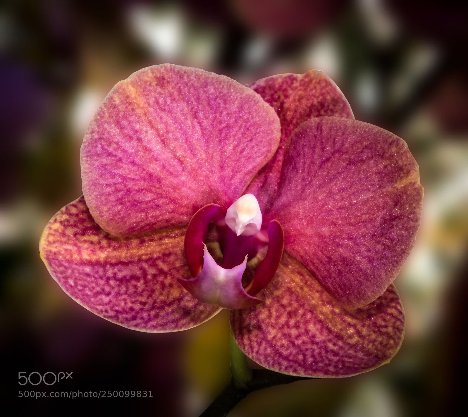 Nikon D850 sample photo. Orchid 7 photography