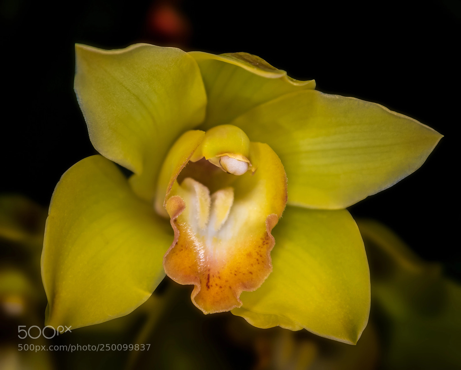 Nikon D850 sample photo. Orchid 5 photography