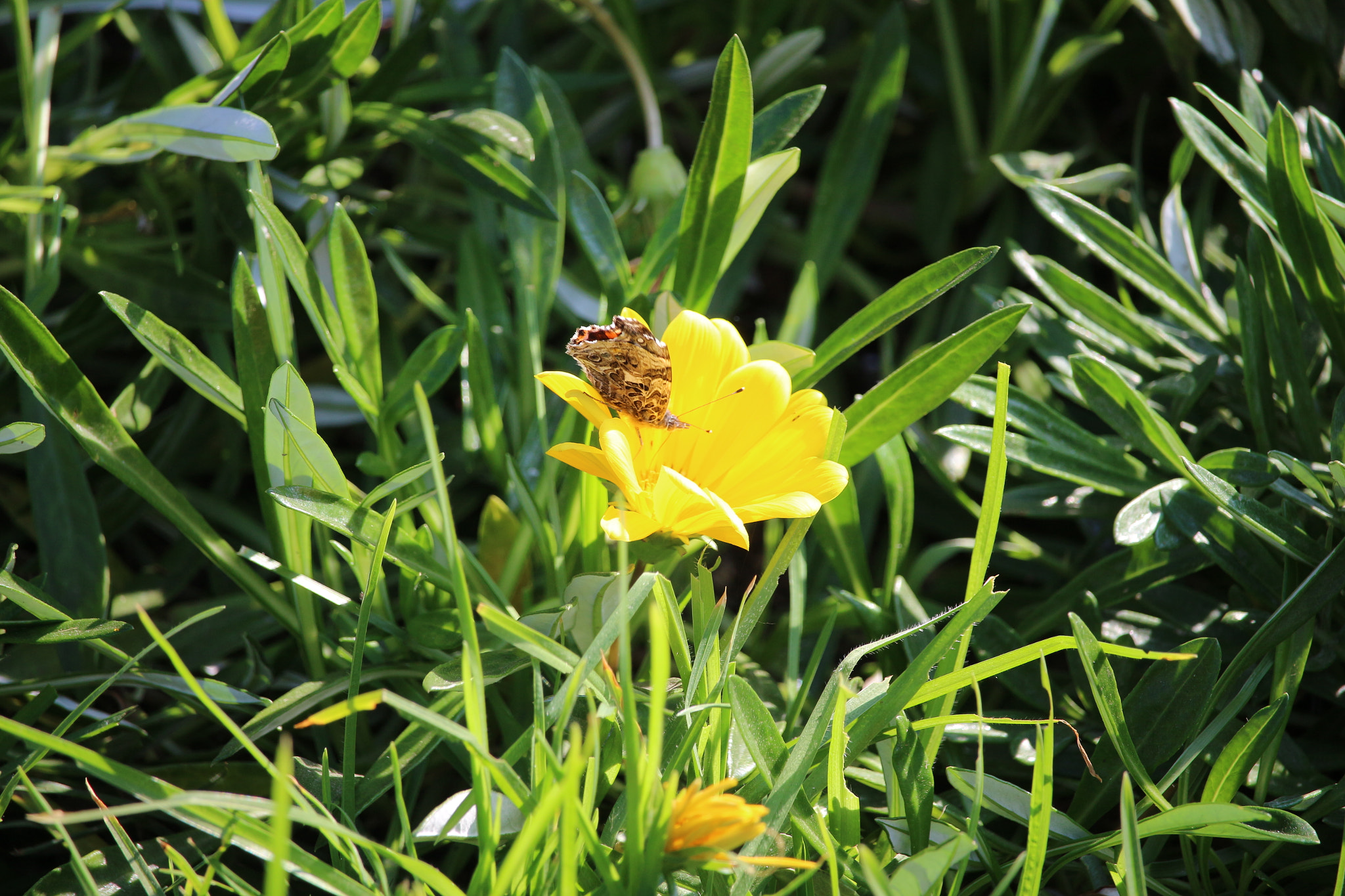 Canon EF-S 55-250mm F4-5.6 IS STM sample photo. Little pretty photography