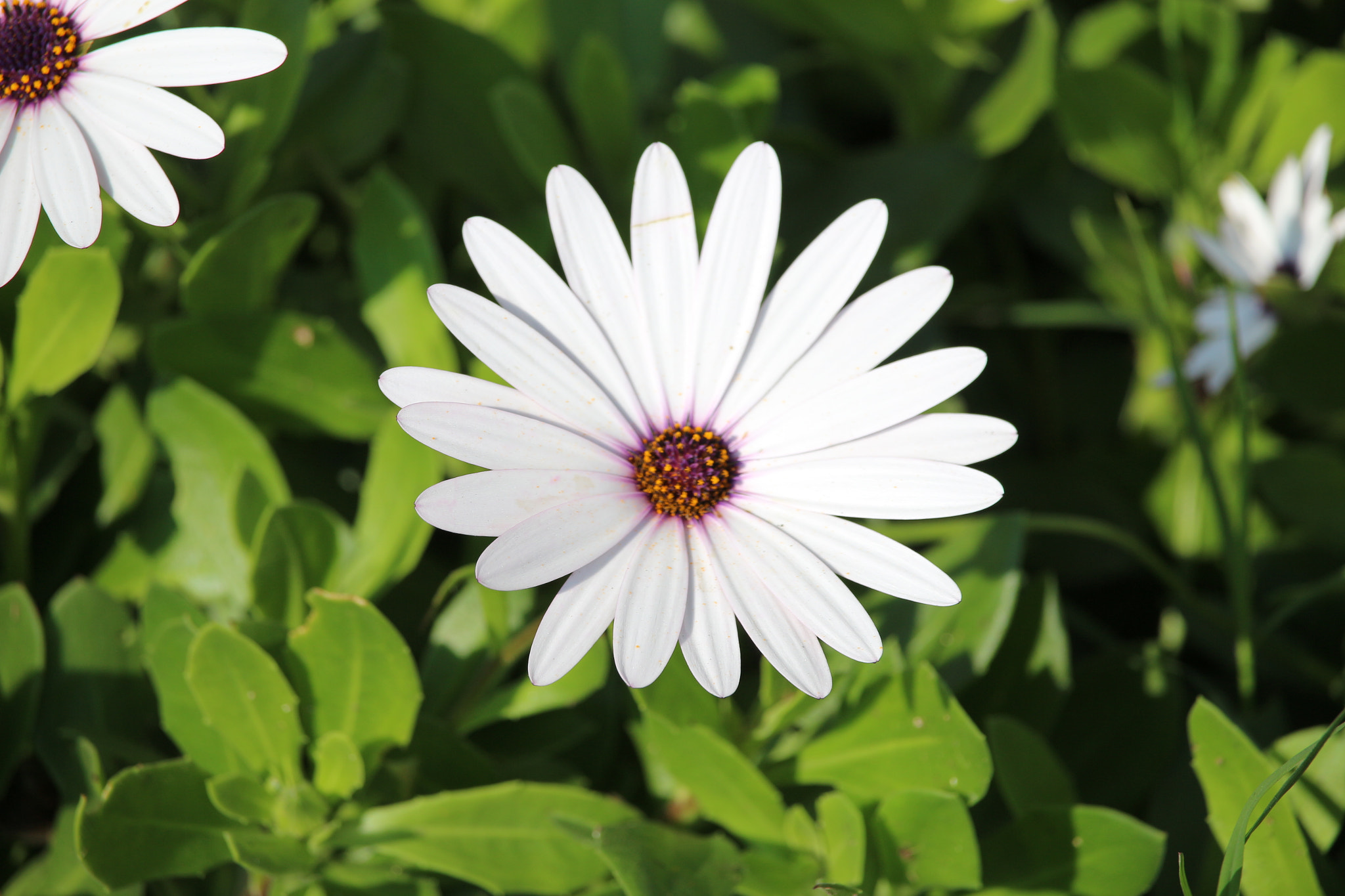 Canon EF-S 55-250mm F4-5.6 IS STM sample photo. Pretty white.. photography