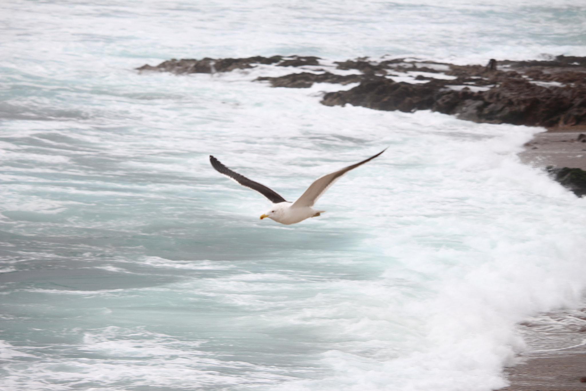 Canon EF-S 55-250mm F4-5.6 IS STM sample photo. Open wings... photography